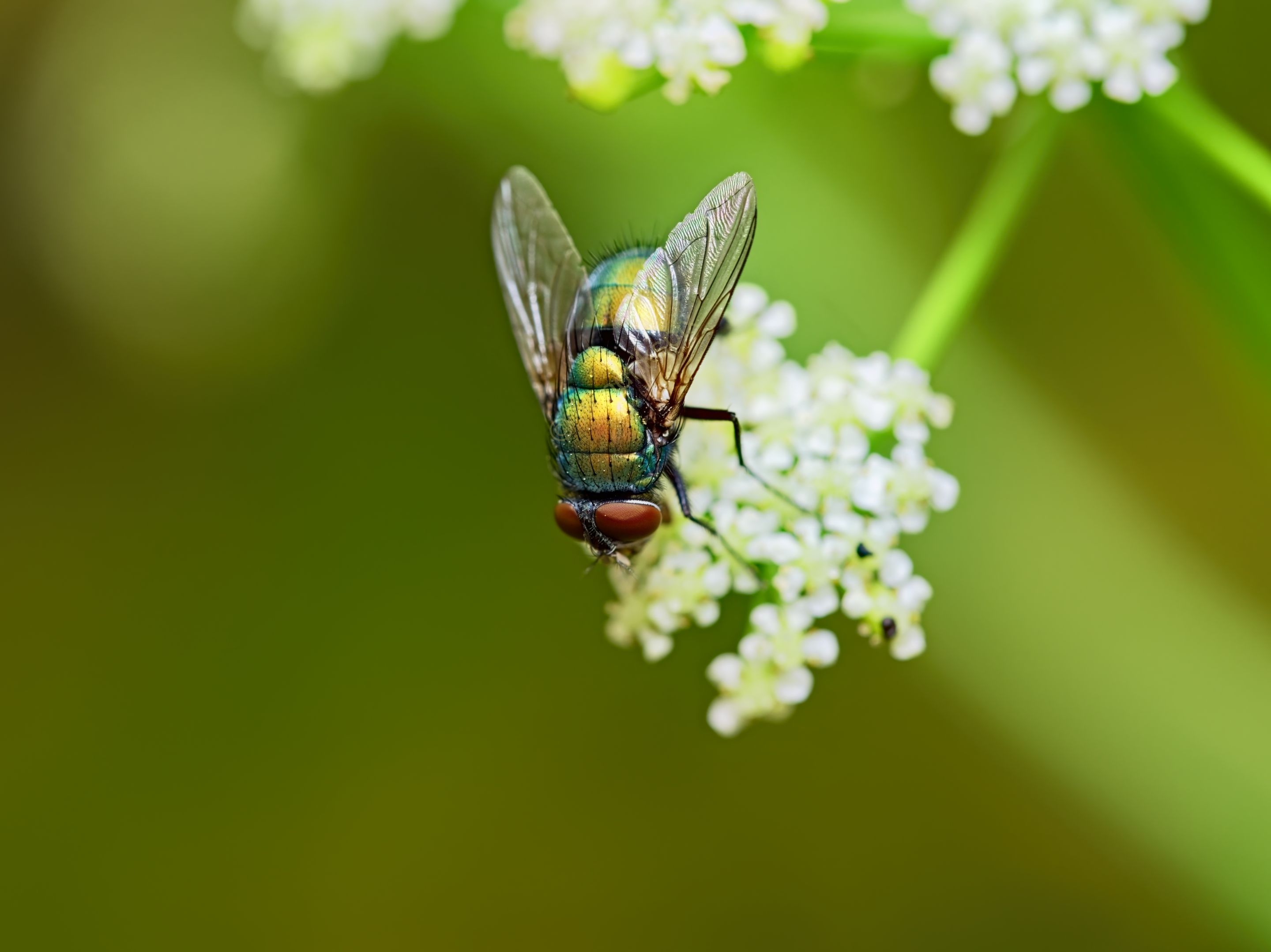 20210422 Green bottle fly 04 HS Social.jpg