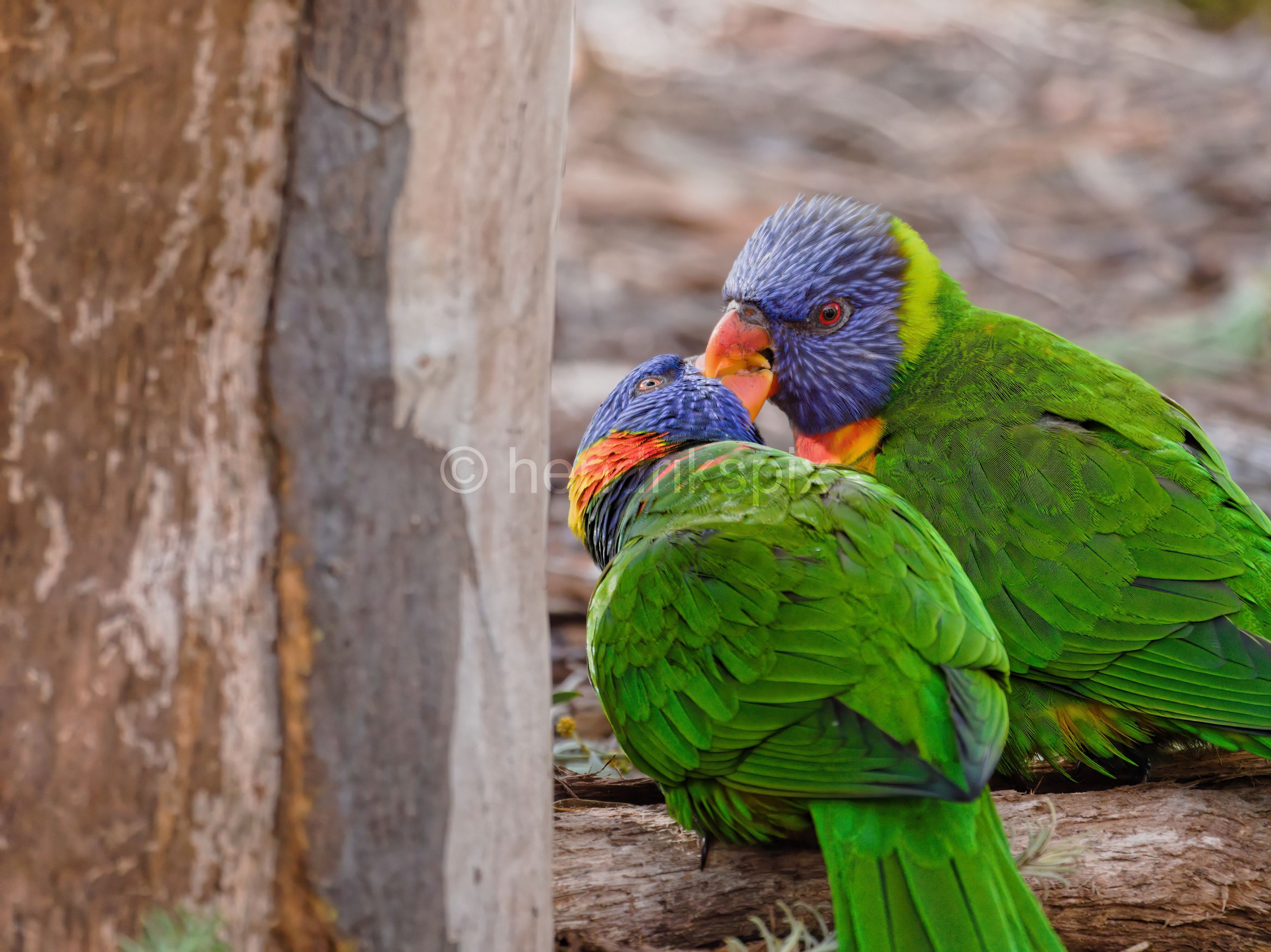20200731 Rainbow Lorikeet 10 HS 20210811.jpg