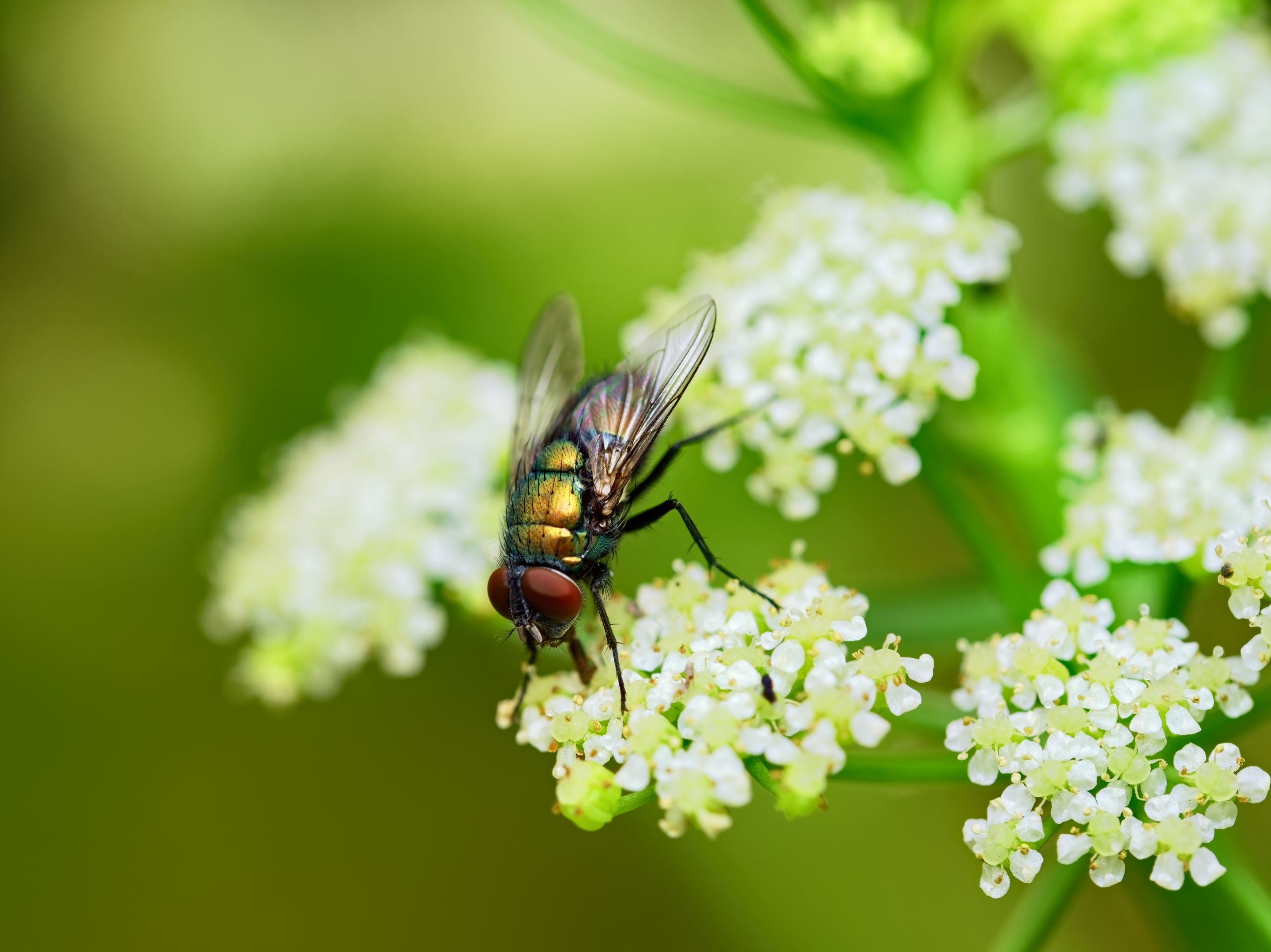 20210422 Green bottle fly 03 HS Social.jpg
