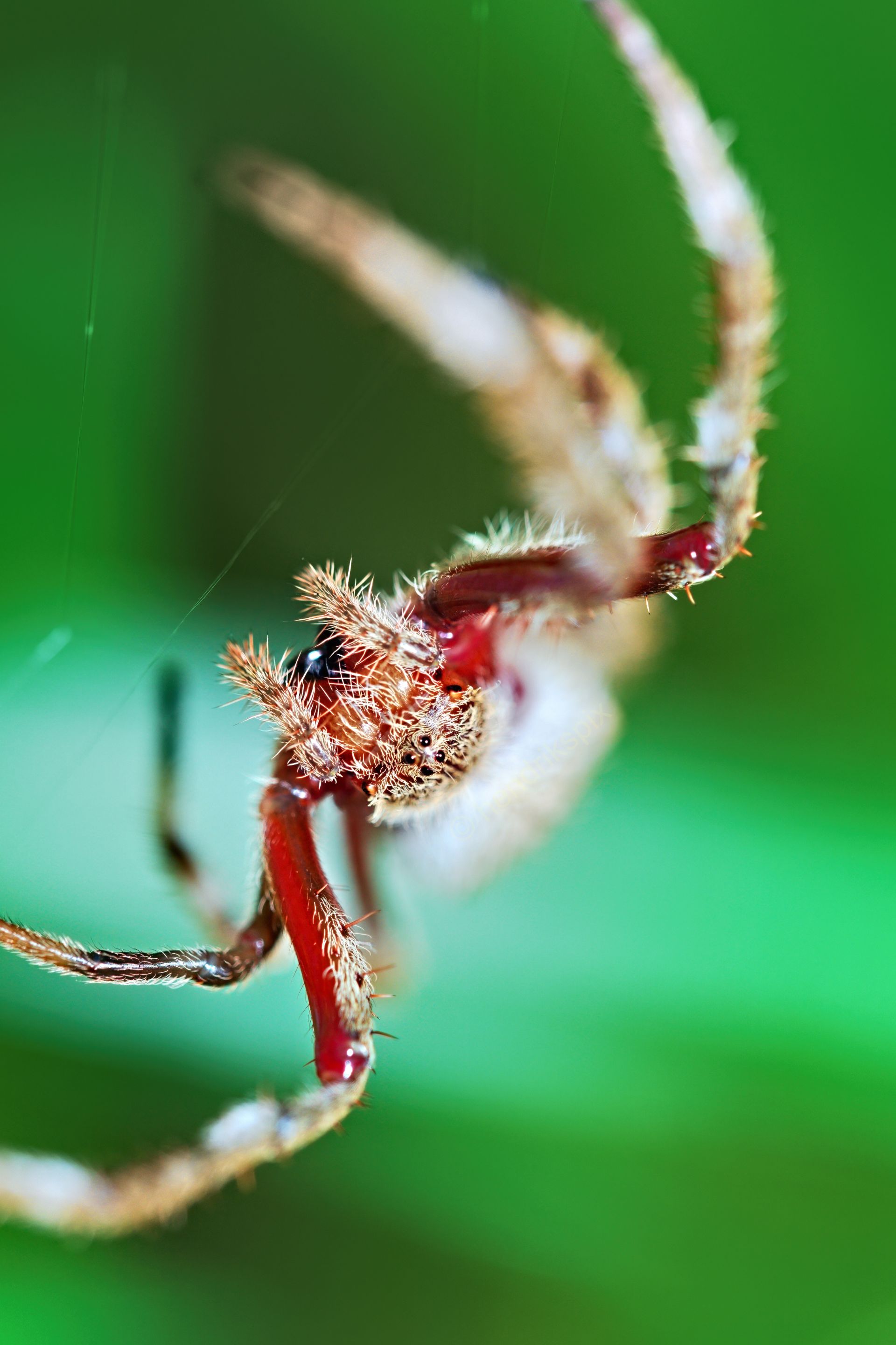 20201122 Garden Orb weaver spider 2 HS Social.jpg