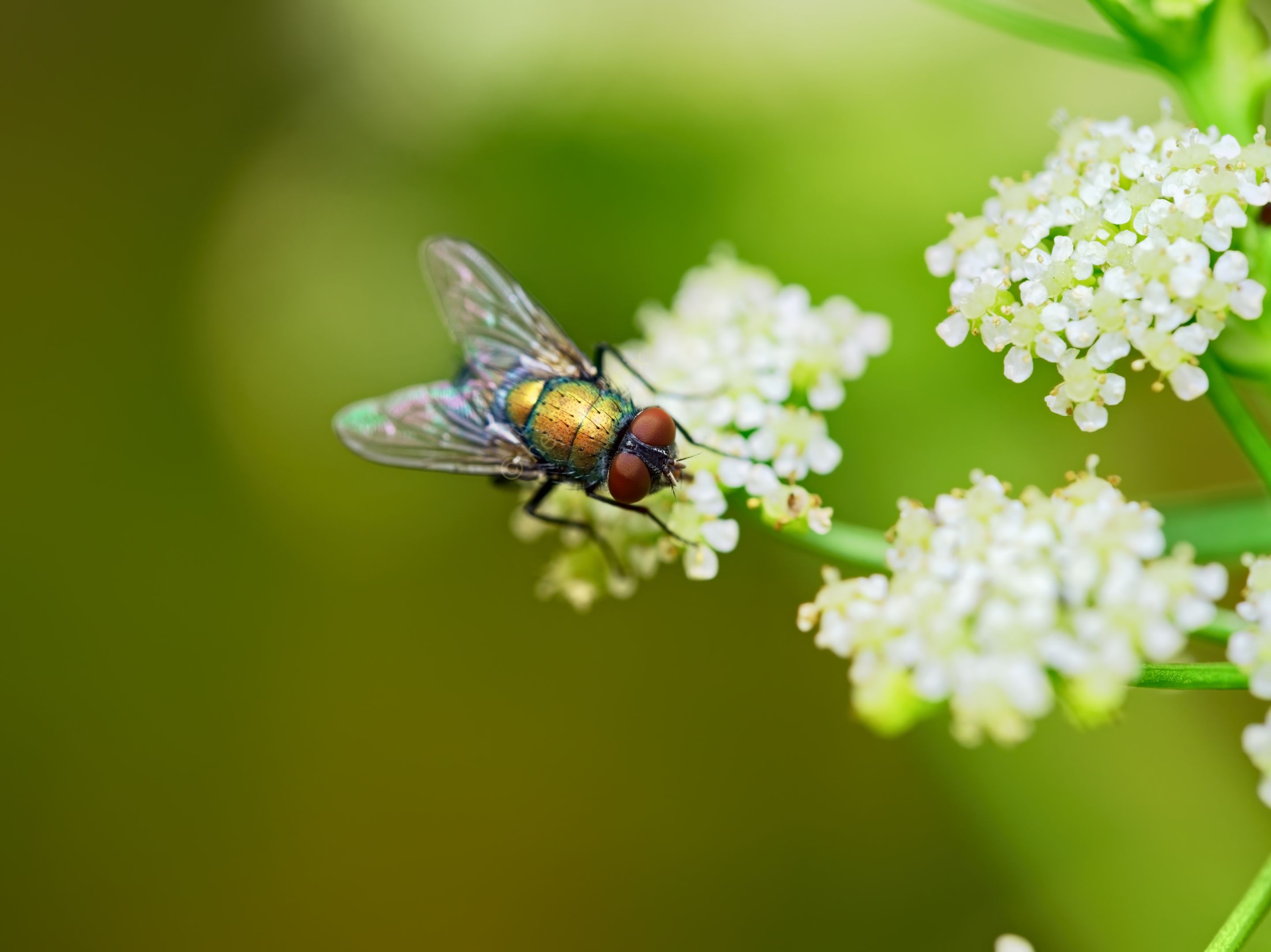 20210422 Green bottle fly 01 HS Social.jpg