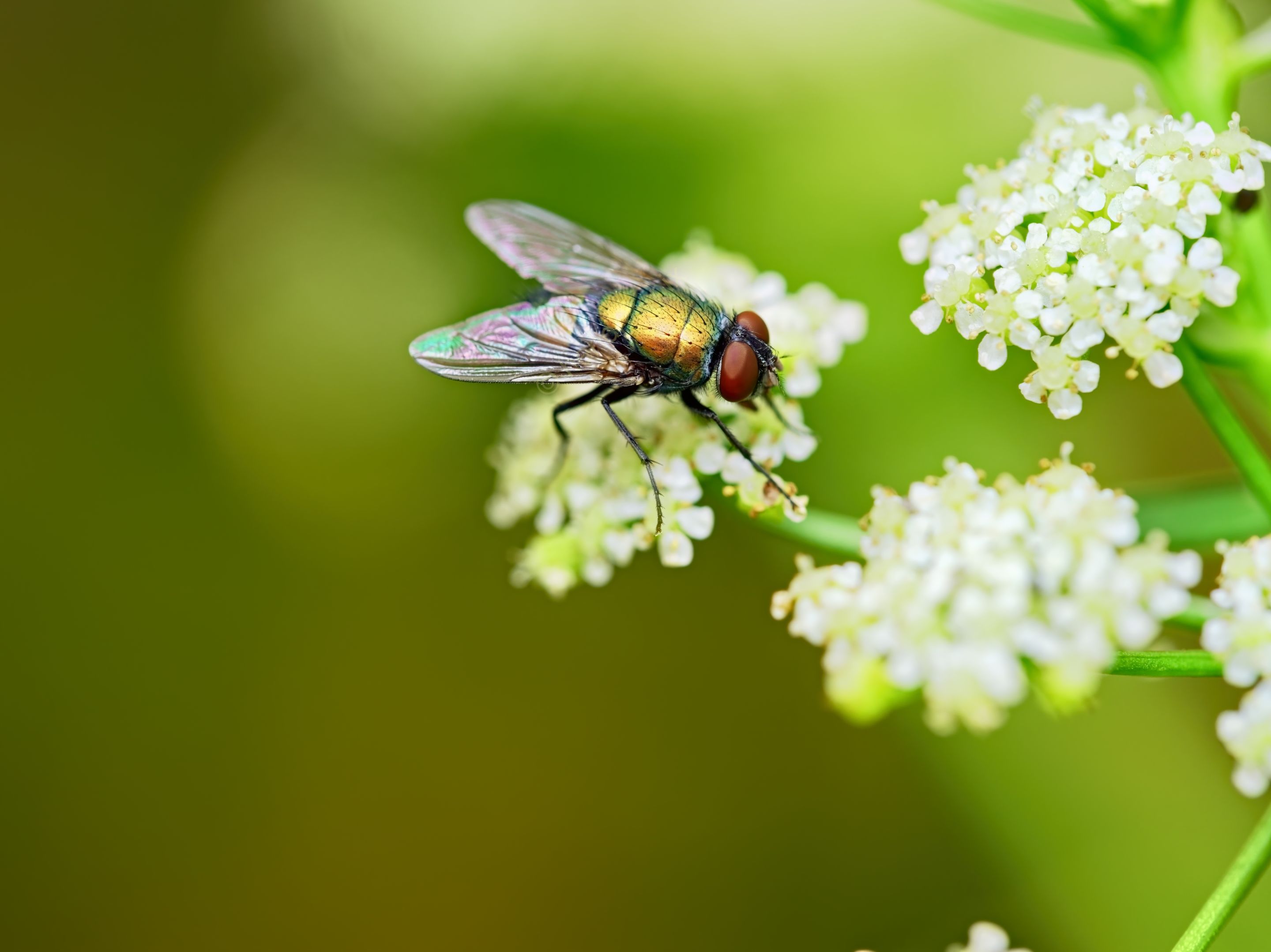 20210422 Green bottle fly 02 HS Social.jpg