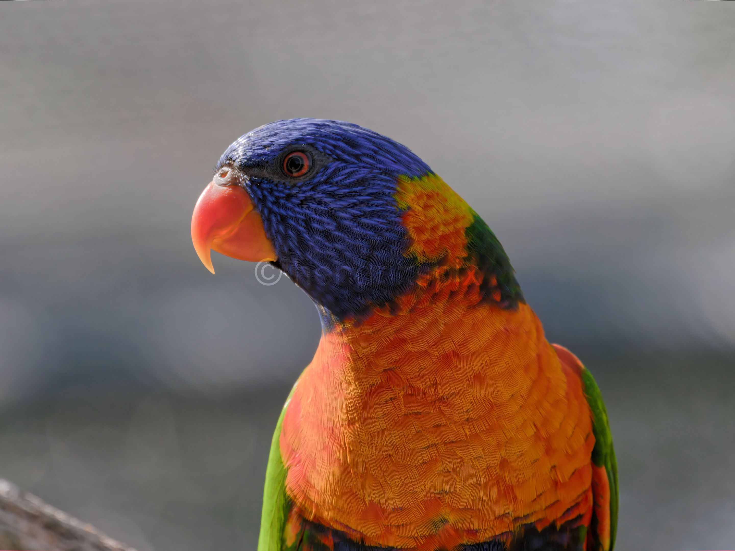 20200731 Rainbow Lorikeet 04 HS 20210811.jpg