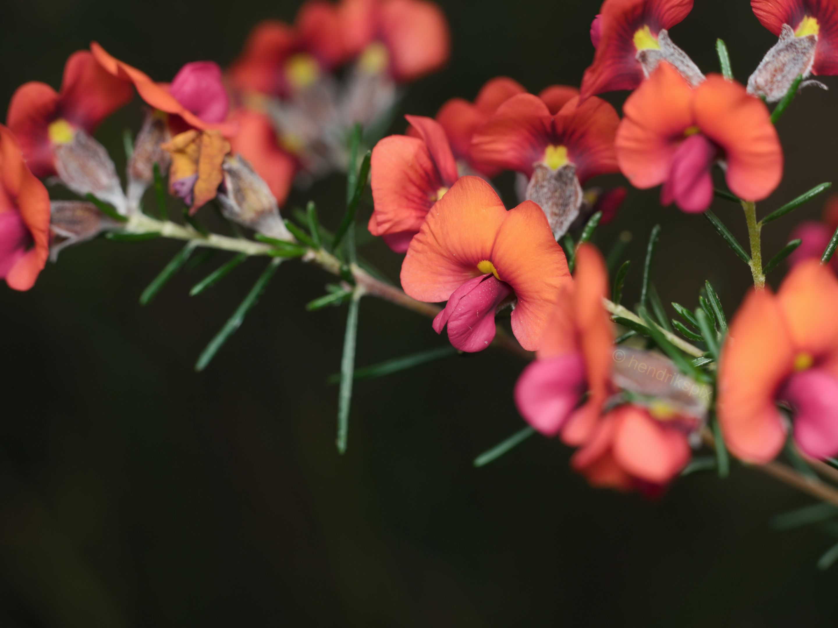 20200917 Pink pea flowers 02 HS Social.jpg
