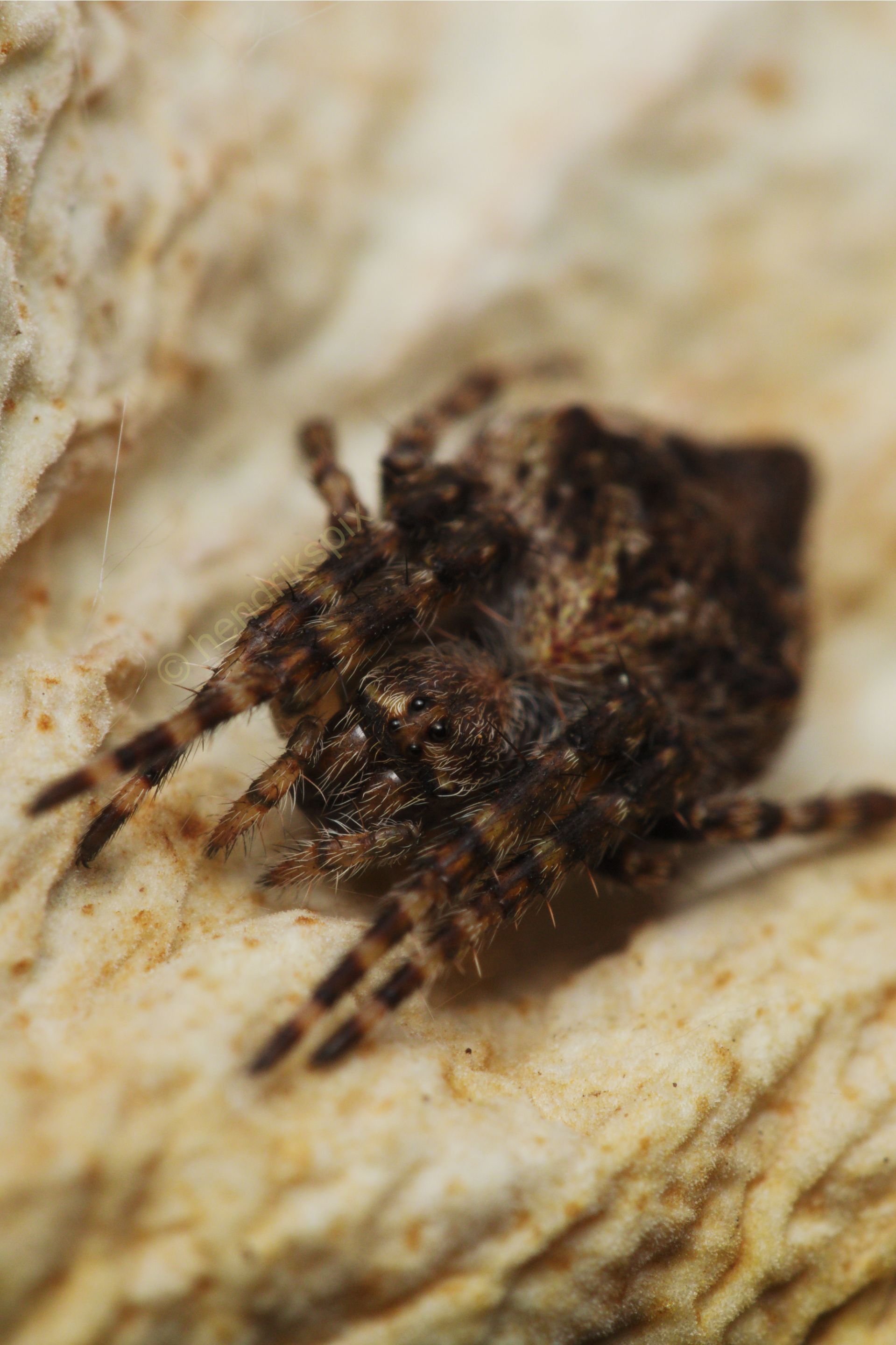 20200917 Orb weaver spider HS Social.jpg
