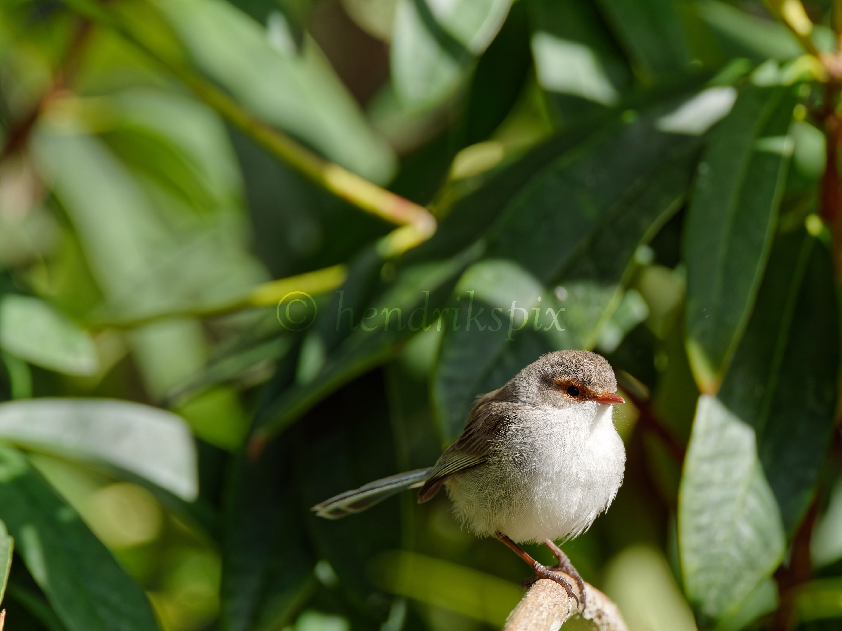 20210811 Red-winged fairywren 50 HS Social.jpg