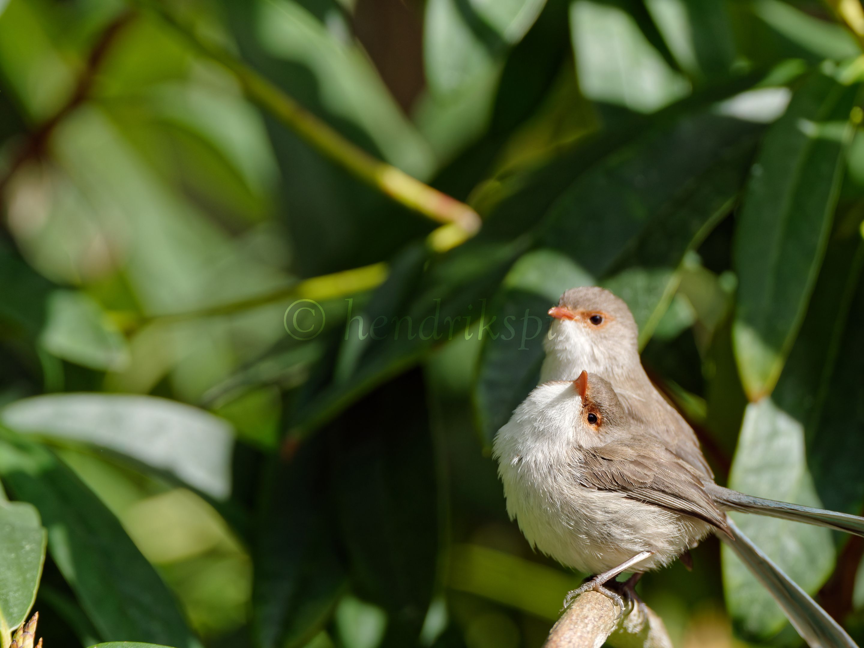 20210811 Red-winged fairywren 48 HS Social.jpg