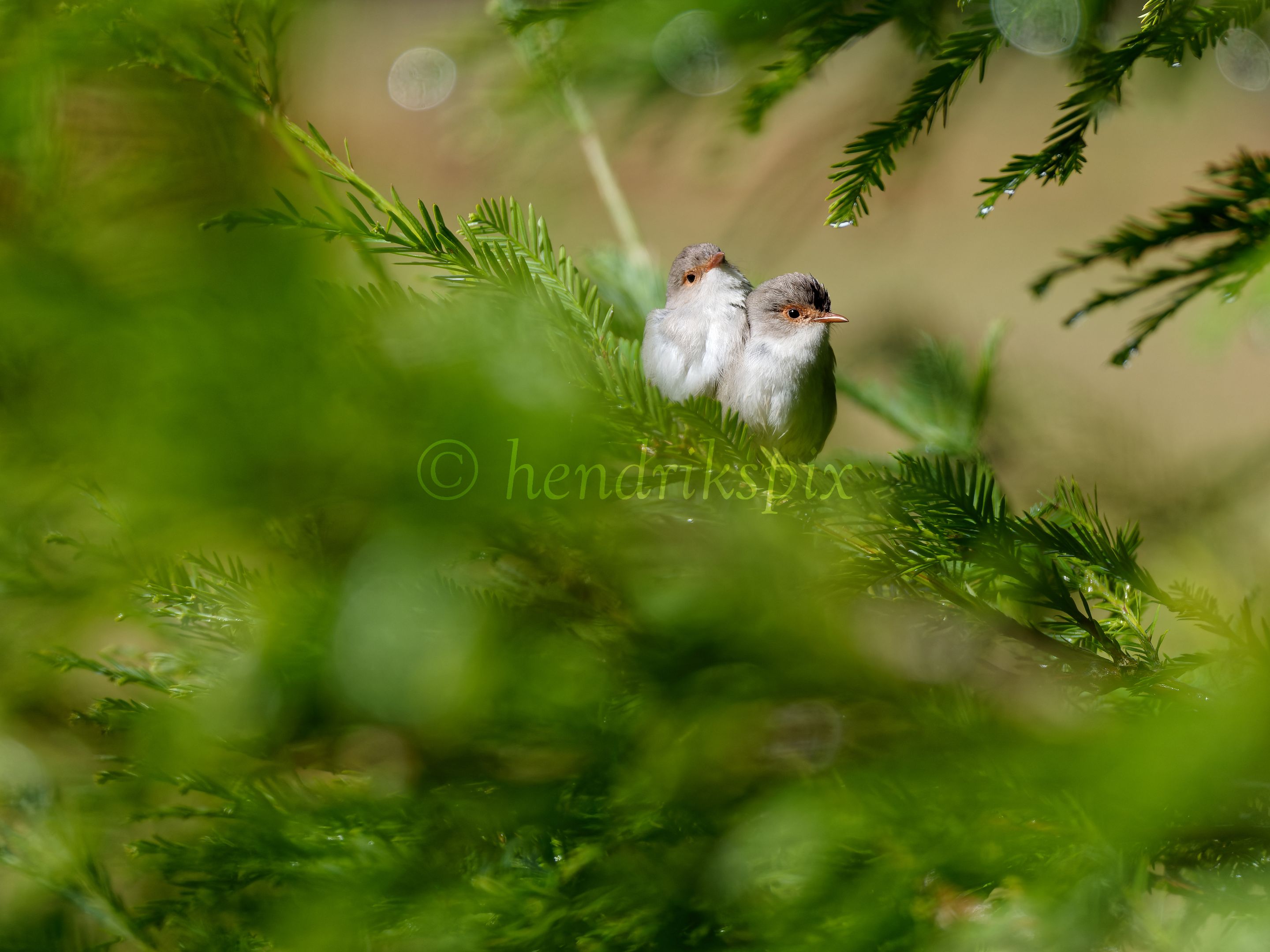 20210811 Red-winged fairywren 29 HS Social.jpg