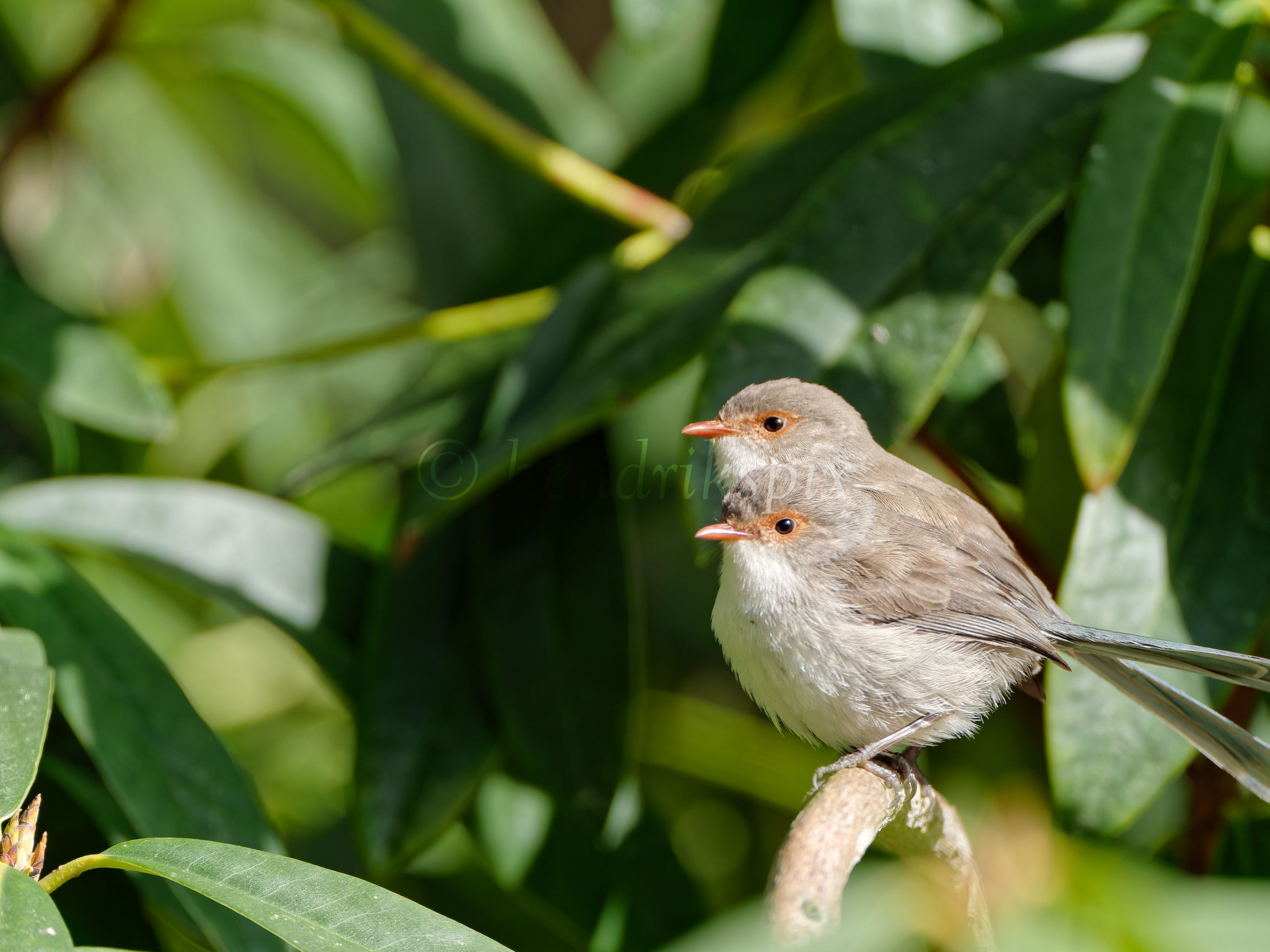 20210811 Red-winged fairywren 46 HS Social.jpg
