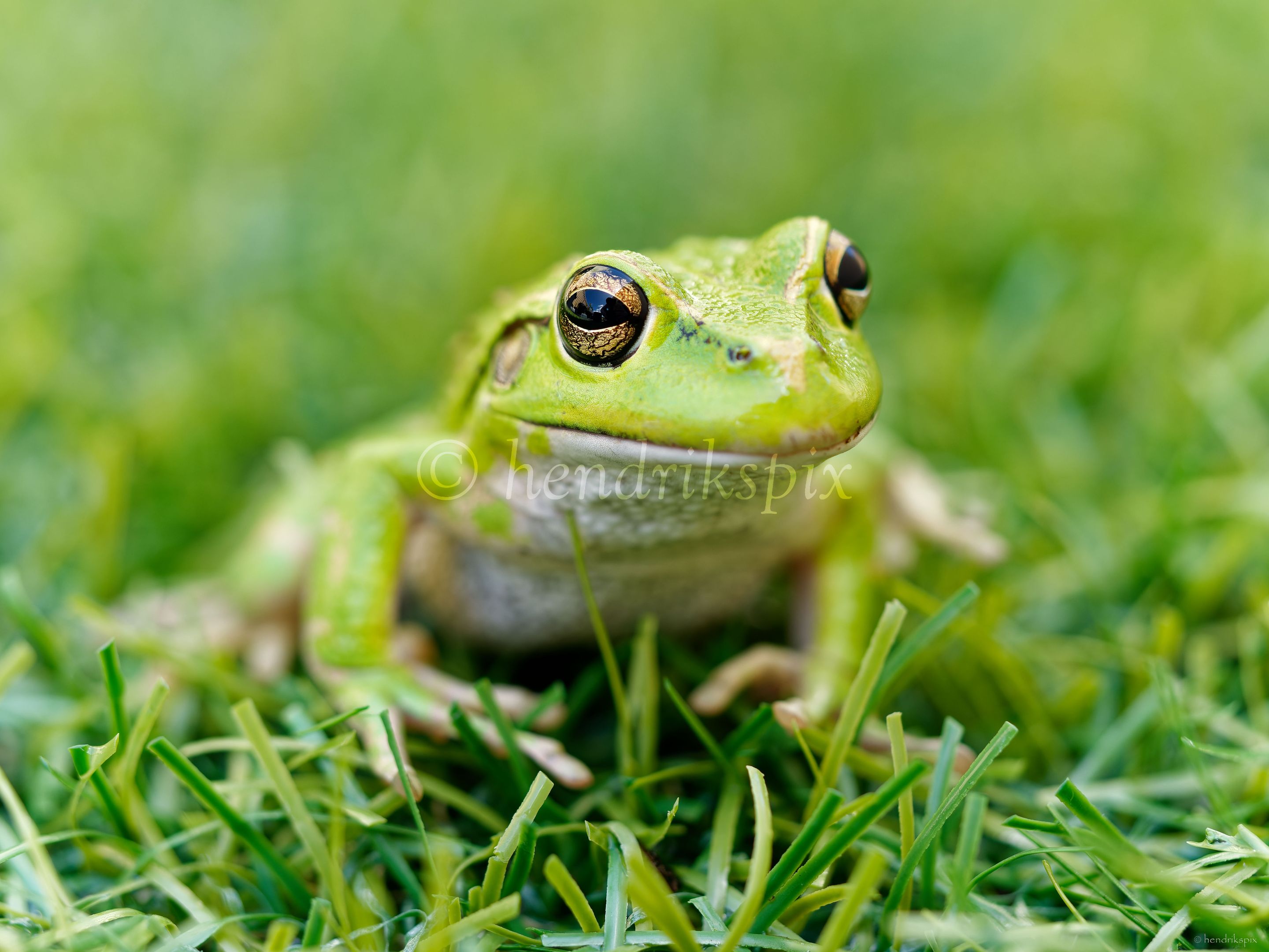 20211021 Motorbike frog 9 HS Social.jpg