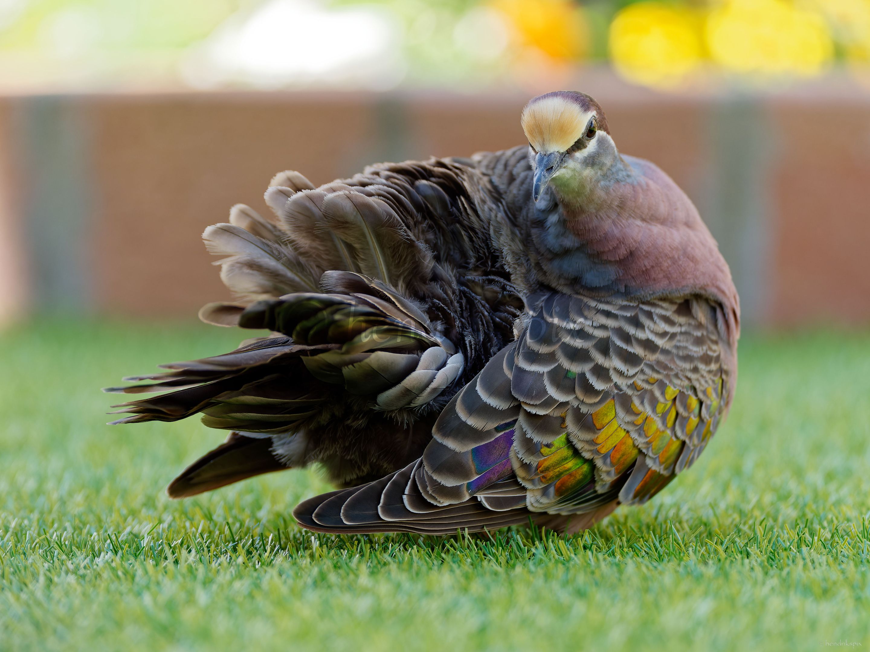 20211021 Bronzewing pigeon 14 HS Social.jpg