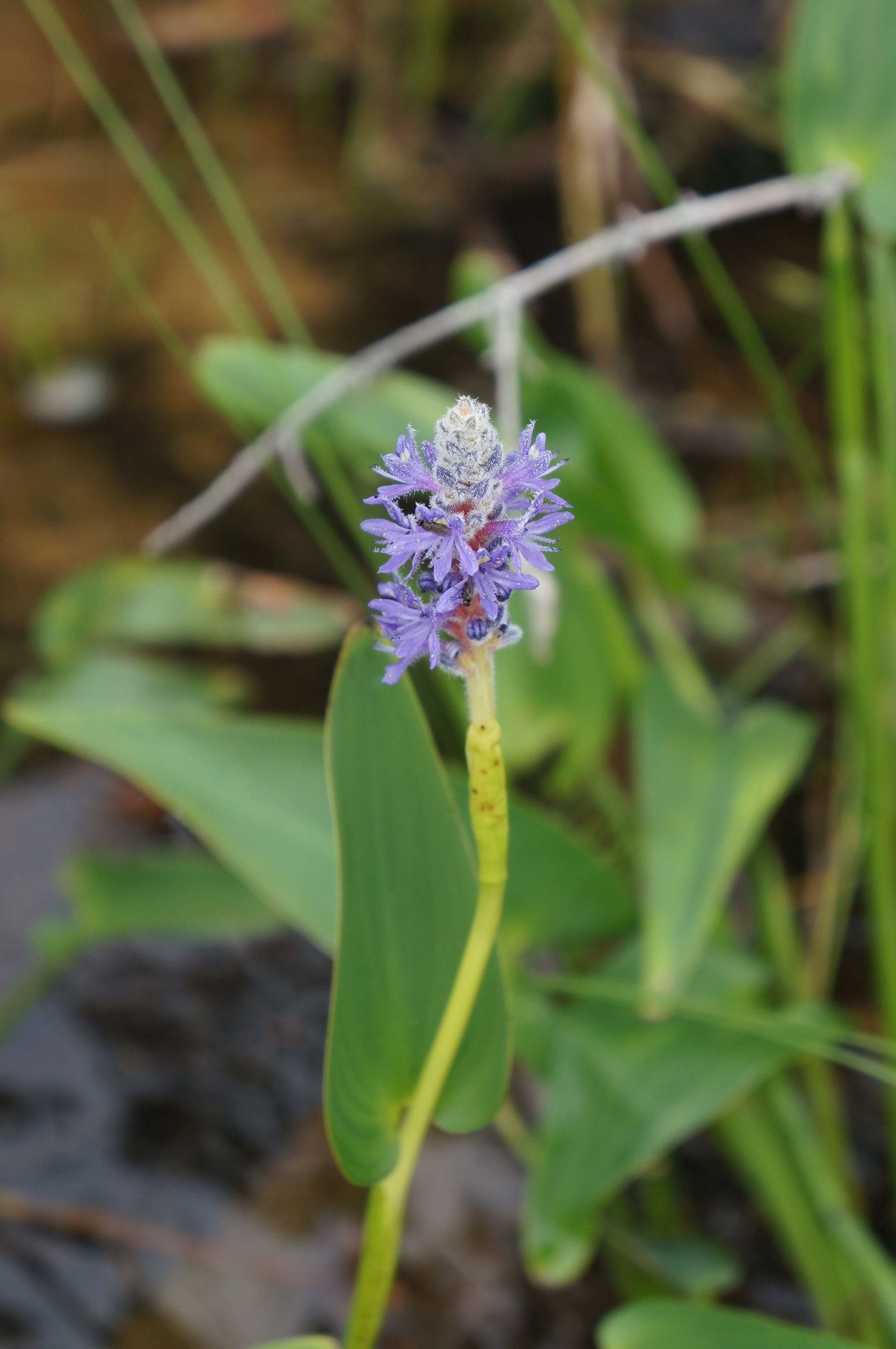 Pontederia cordata, Pontédérie cordée, Pickerelweed