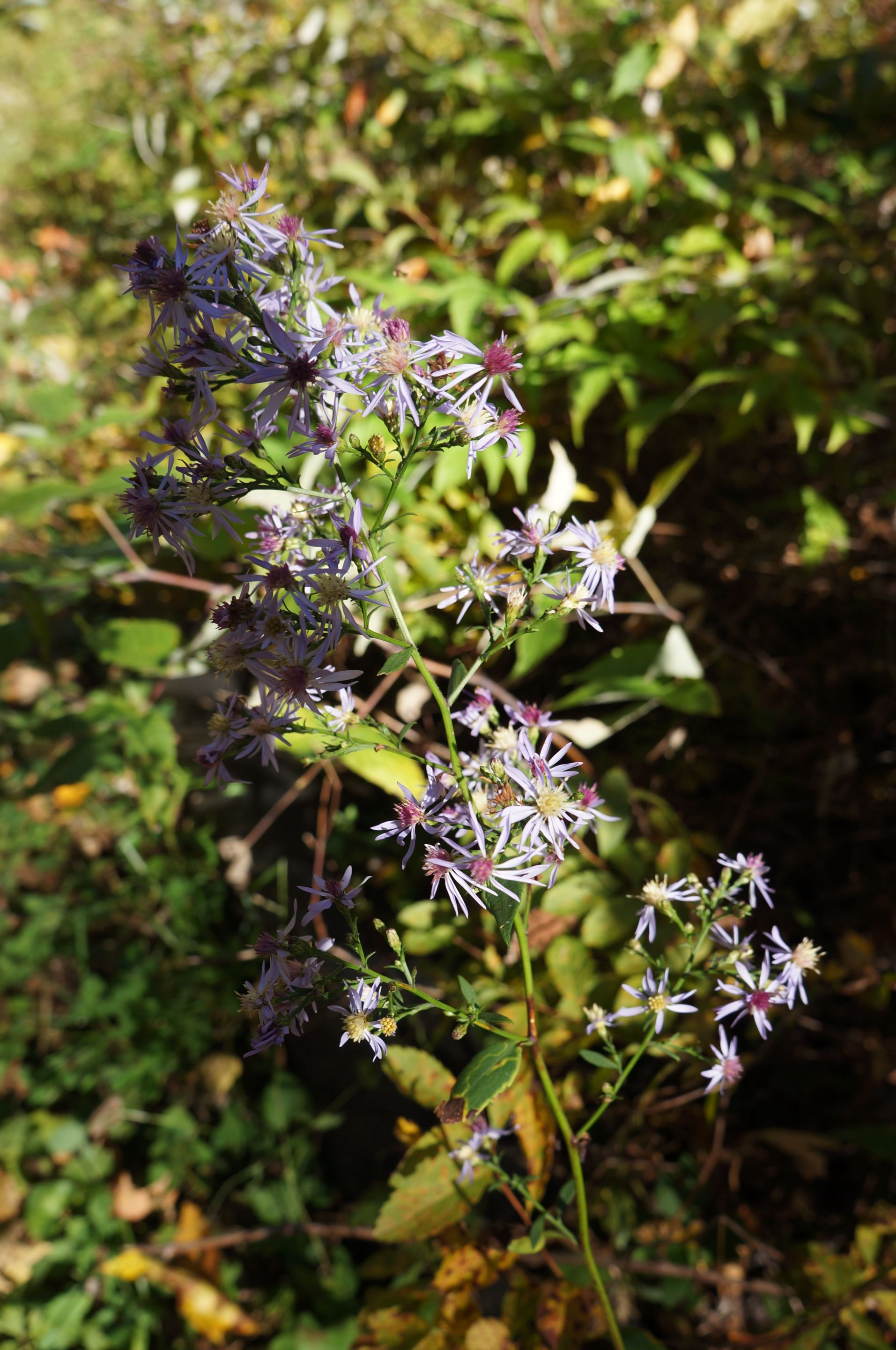 Symphyotrichum ciliolatum