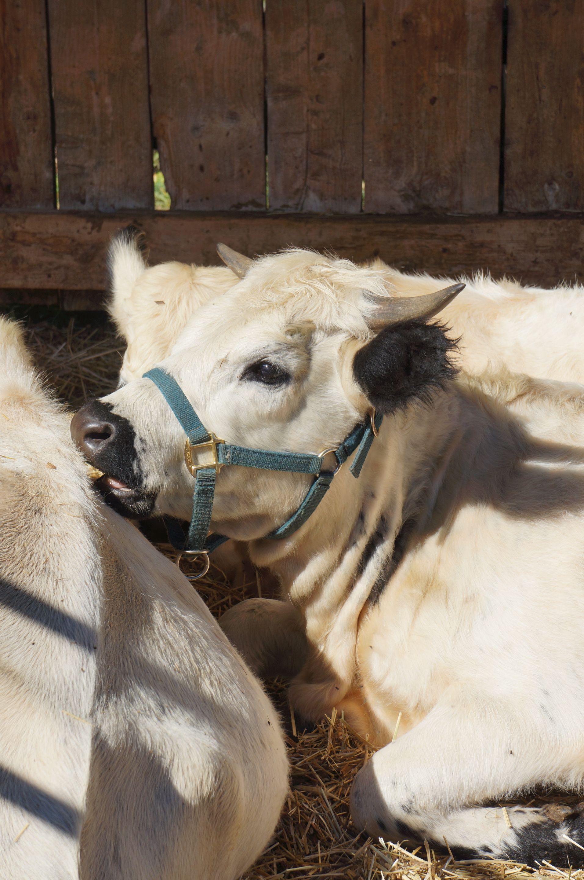Tranquilles au soleil