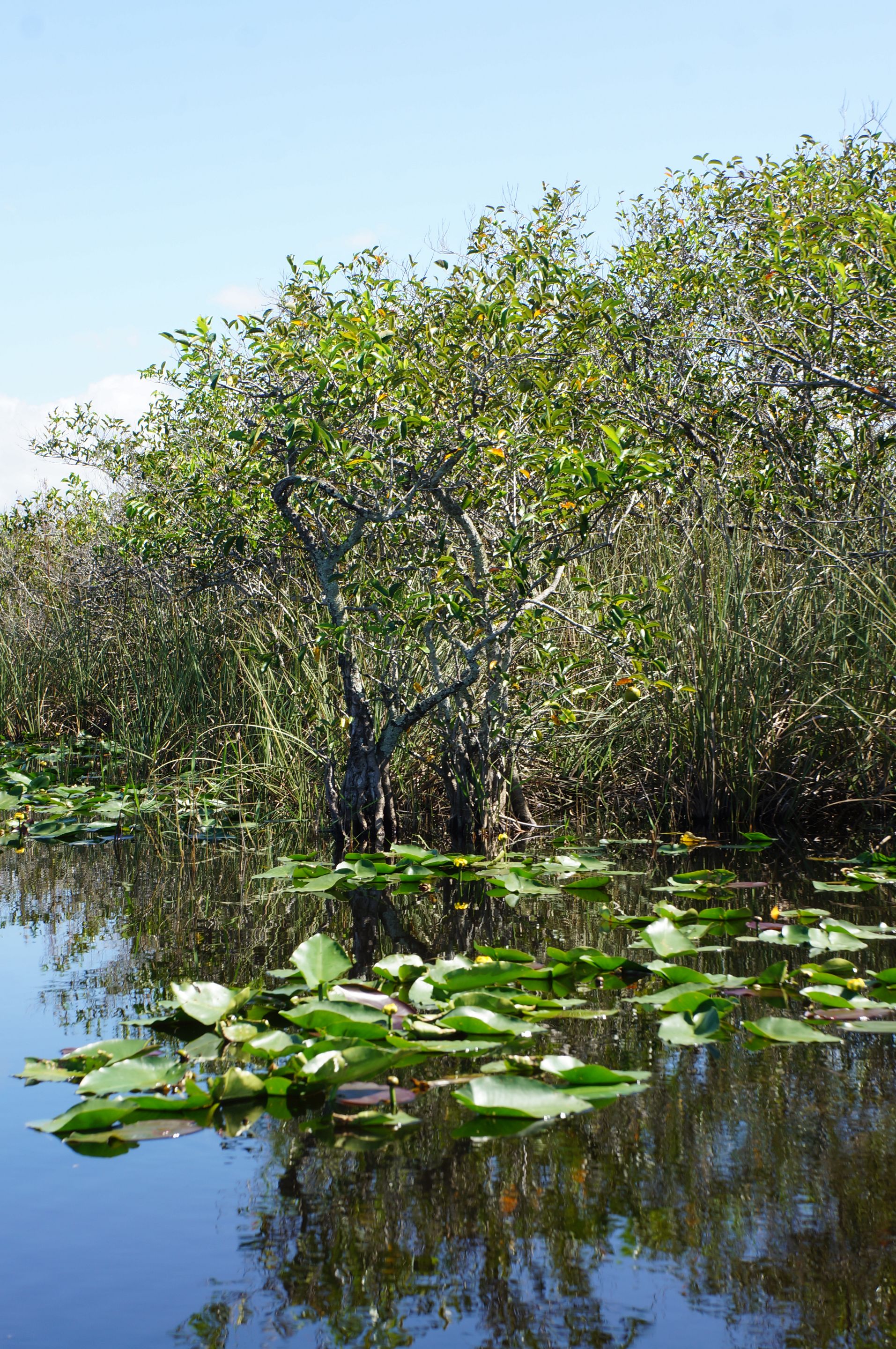 Gator Park