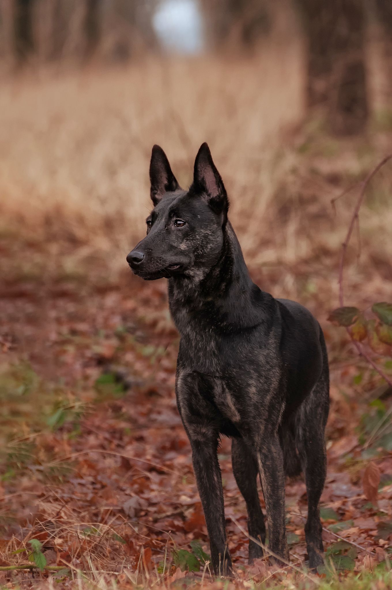 DSC_1954.jpg