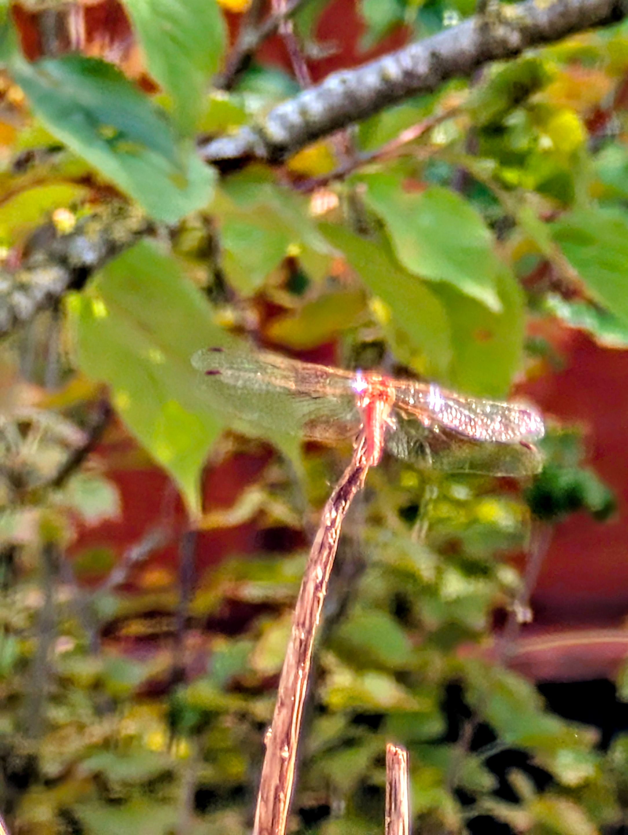 PXL_20250910_131721679-EDIT.jpg