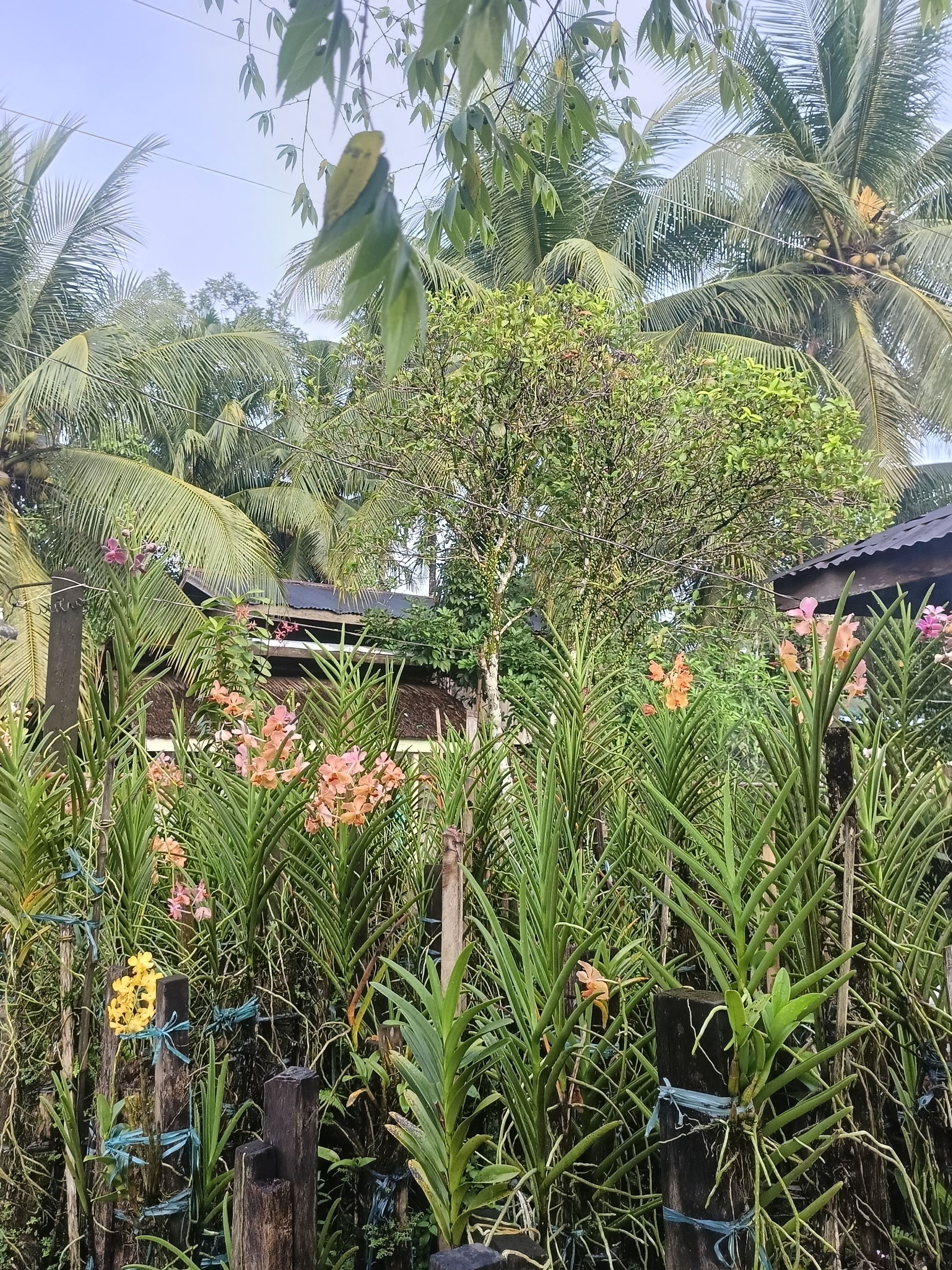 IMG20250911062602.jpg
