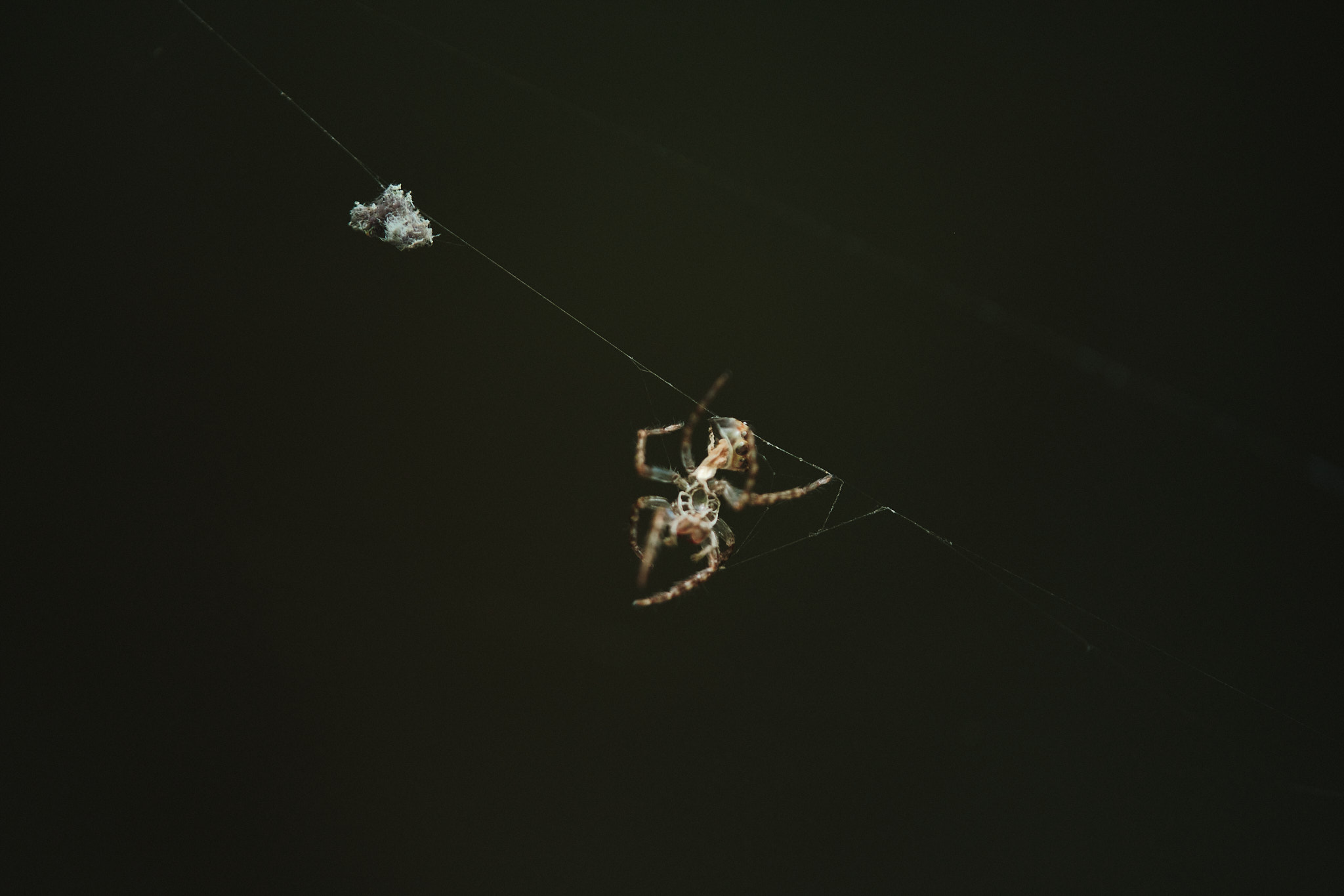 DSCF8565.jpg