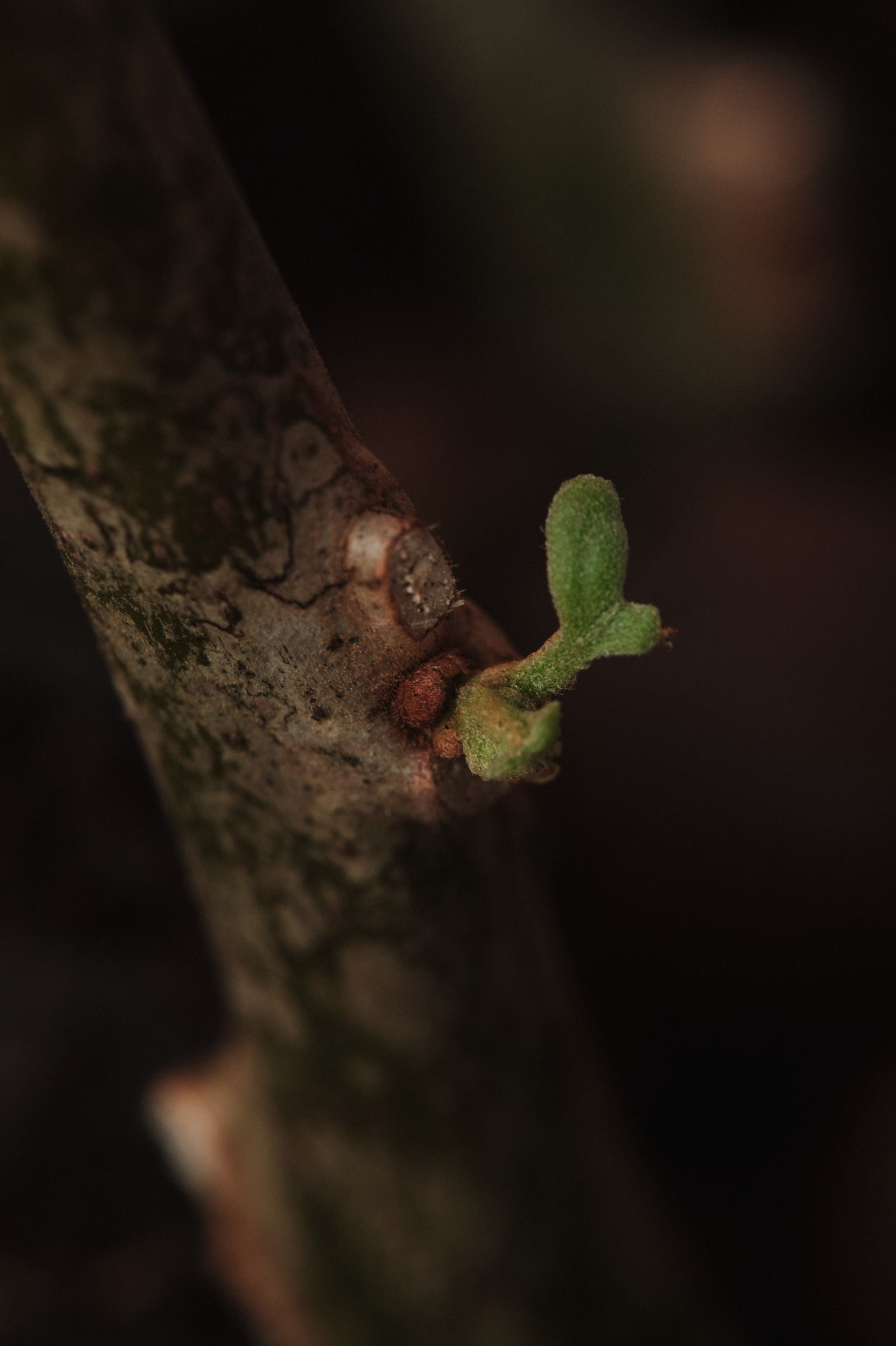 DSCF7904.jpg