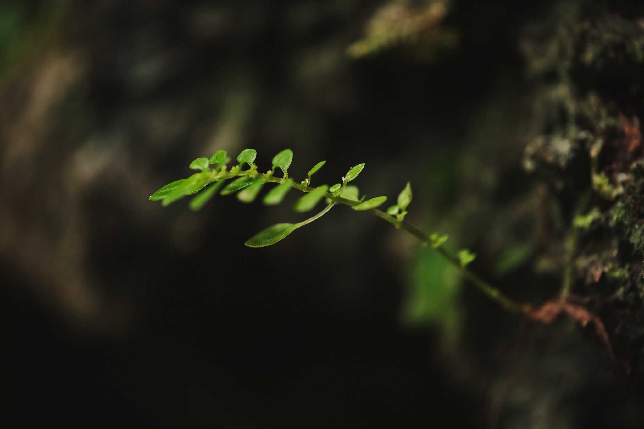 DSCF8561.jpg