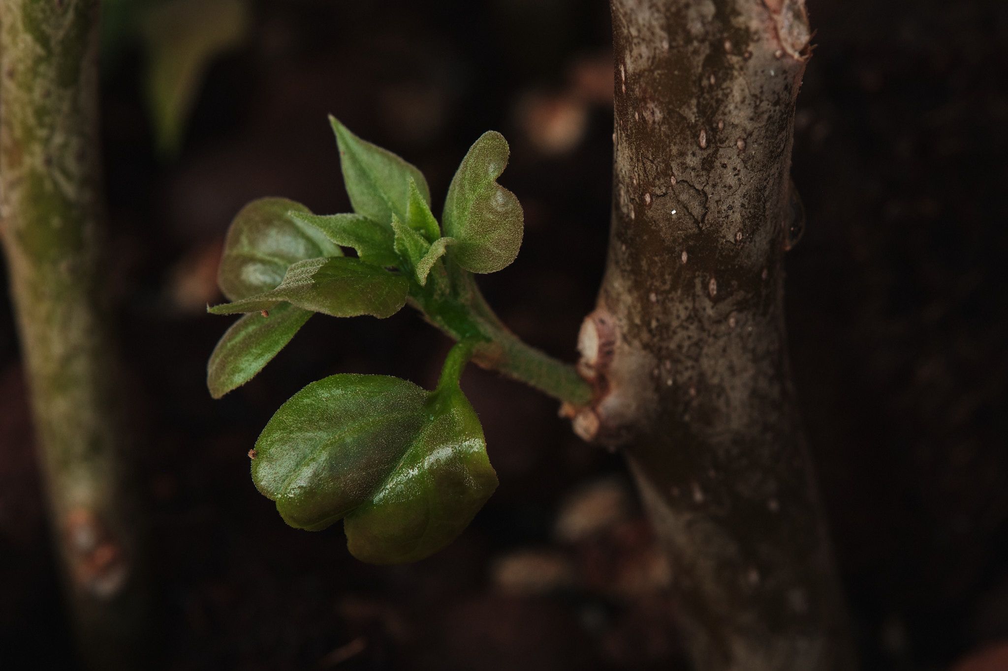 DSCF7895.jpg