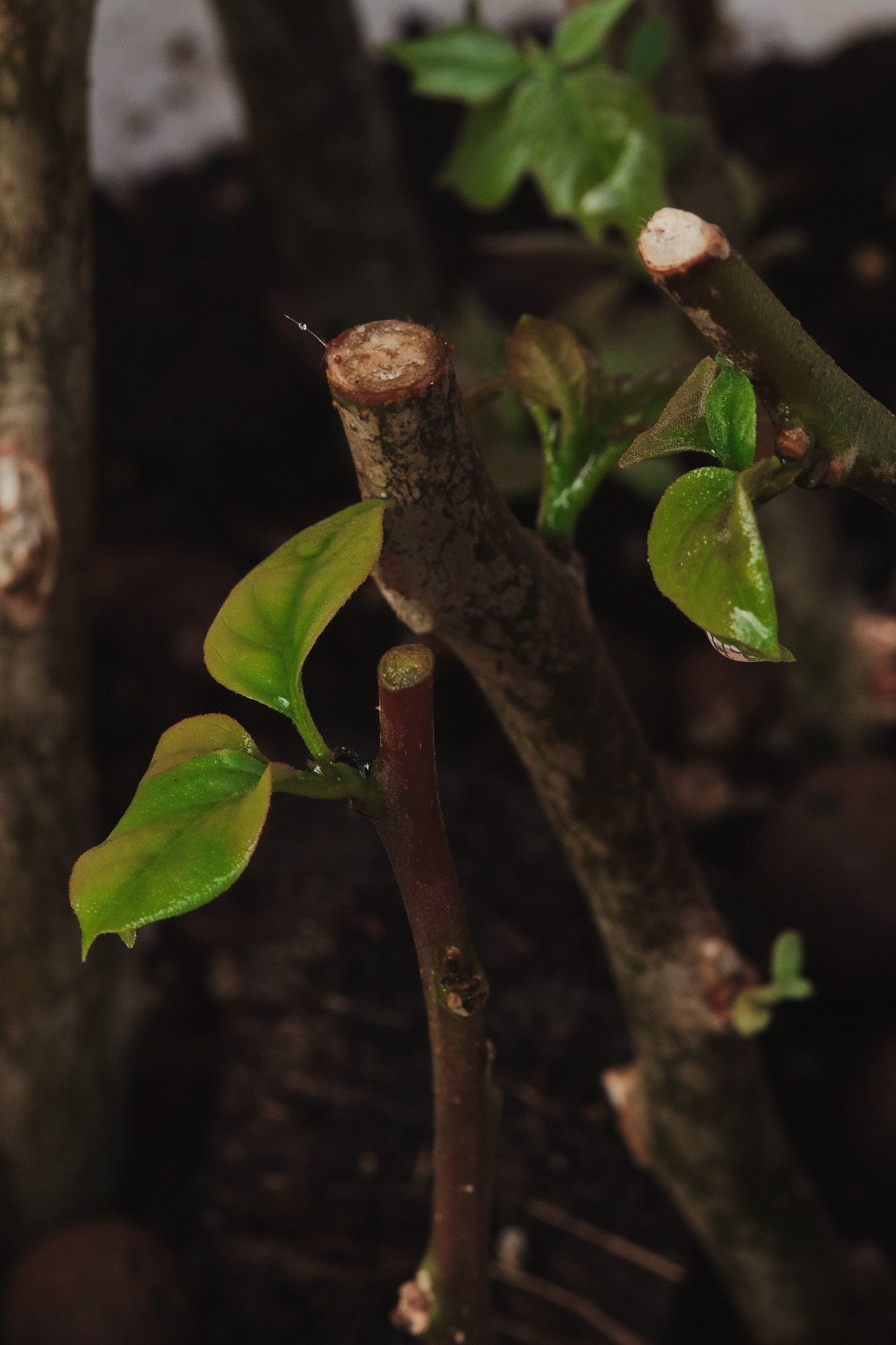DSCF7873.jpg