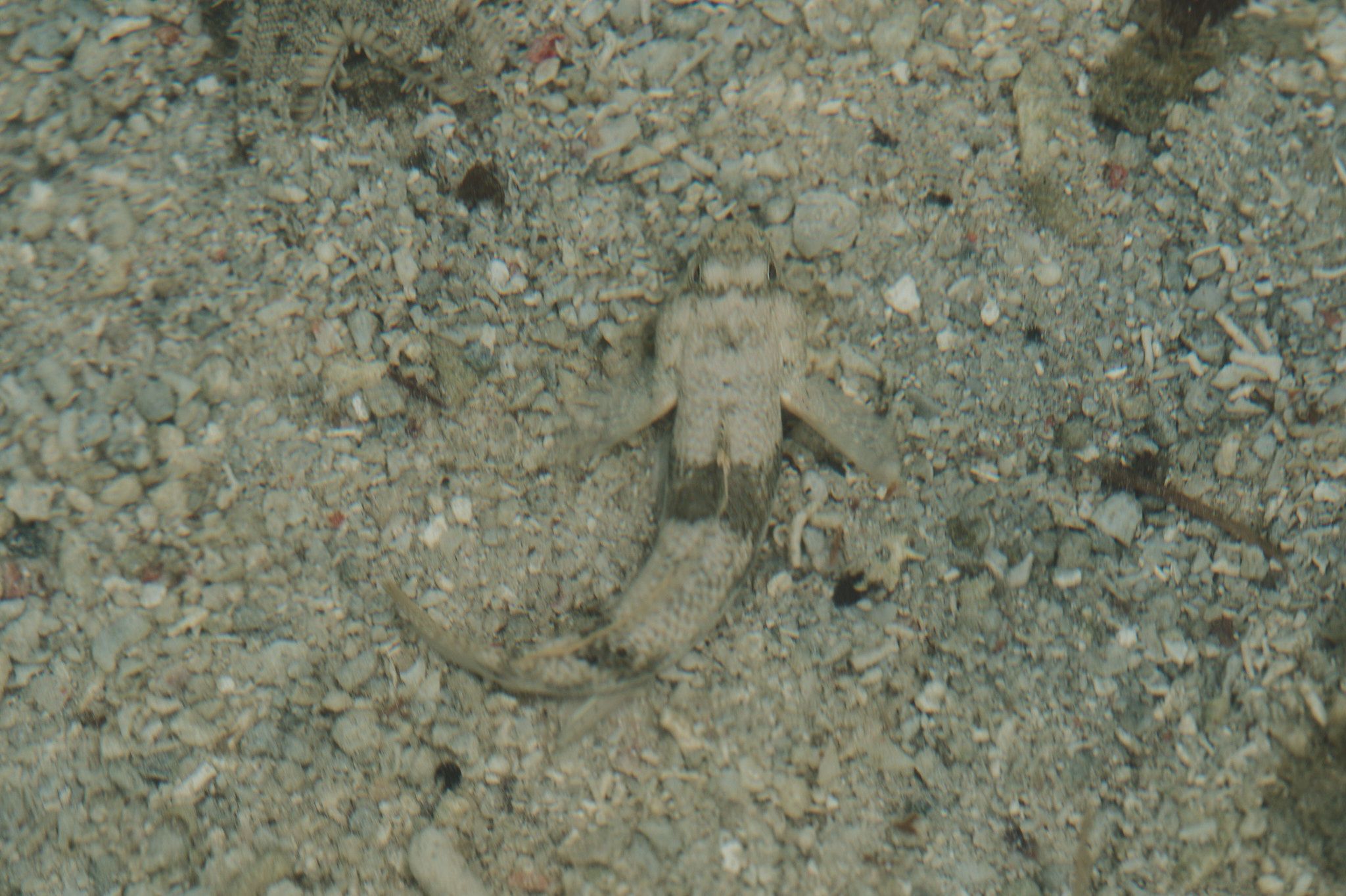 DSCF8525.jpg