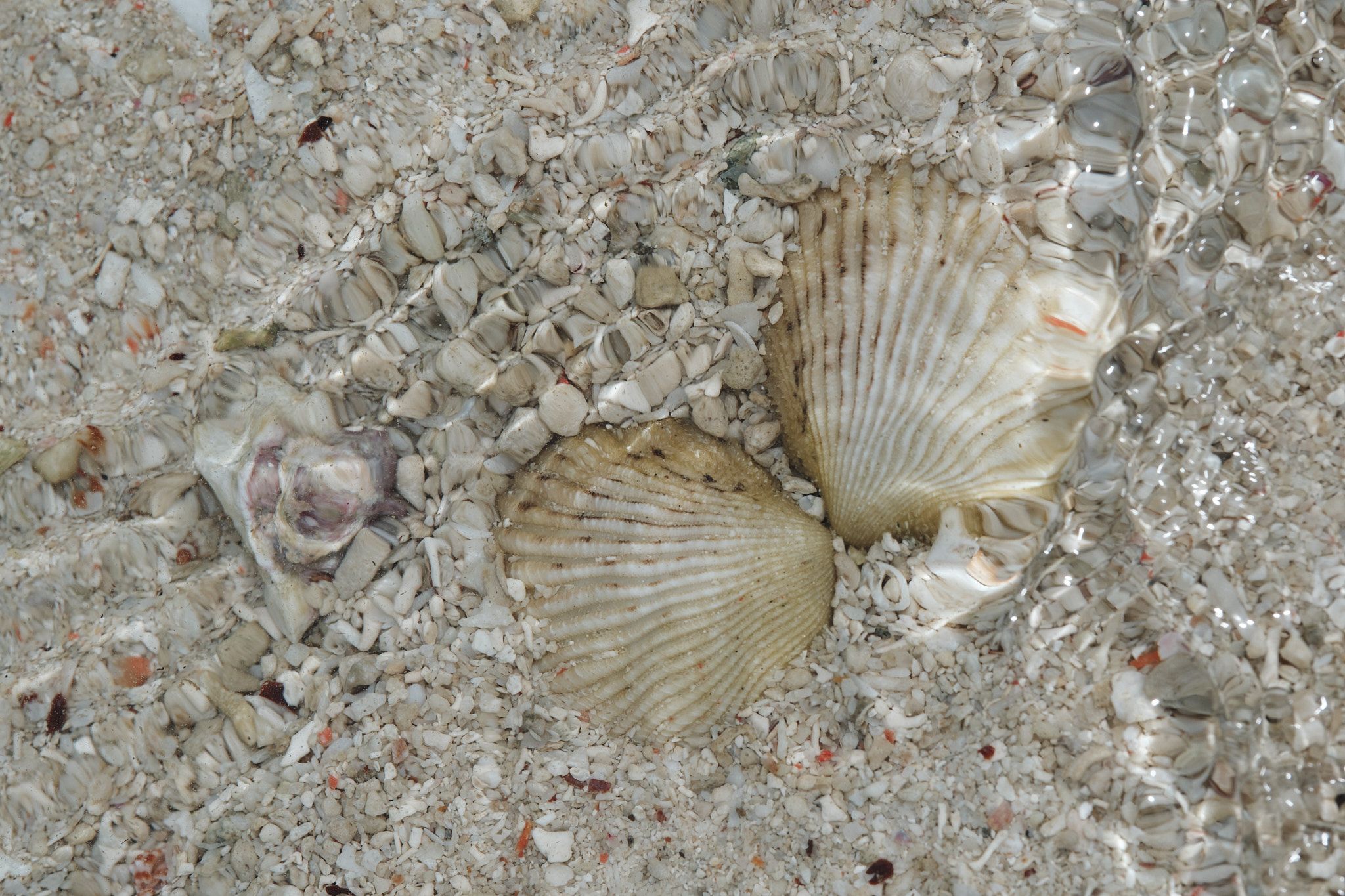 DSCF8347.jpg