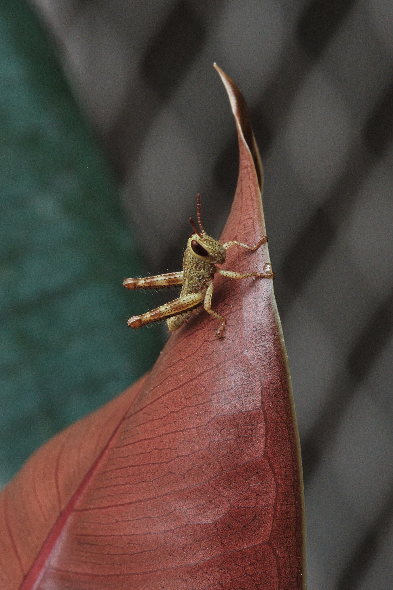 DSCF7699.jpg