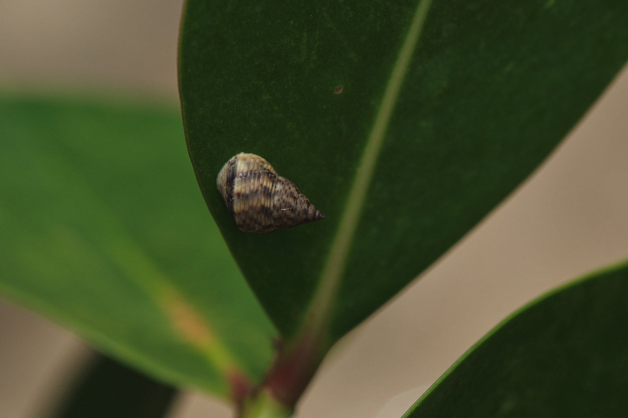 DSCF8455.jpg