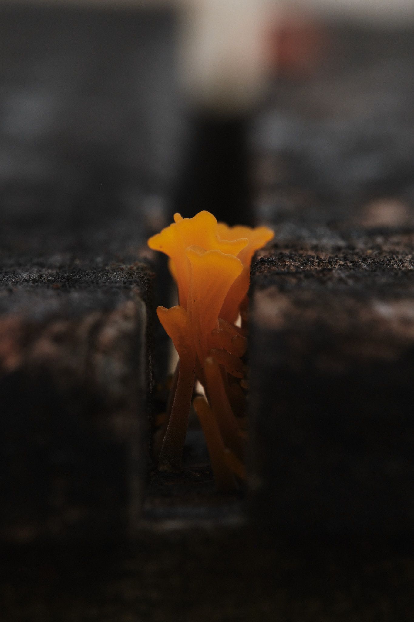 DSCF7632.jpg
