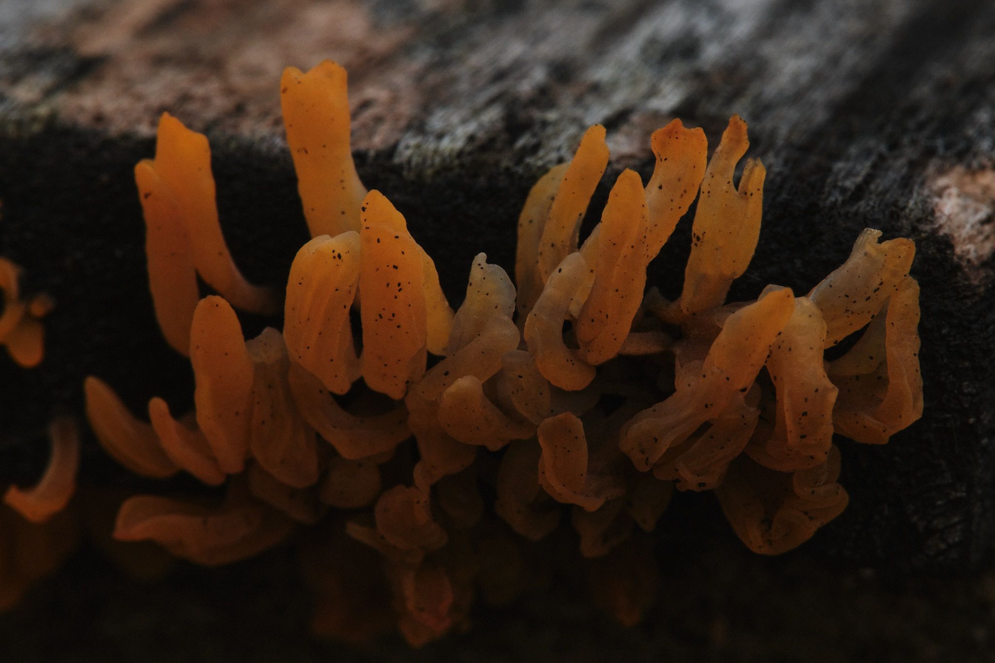 DSCF7587.jpg