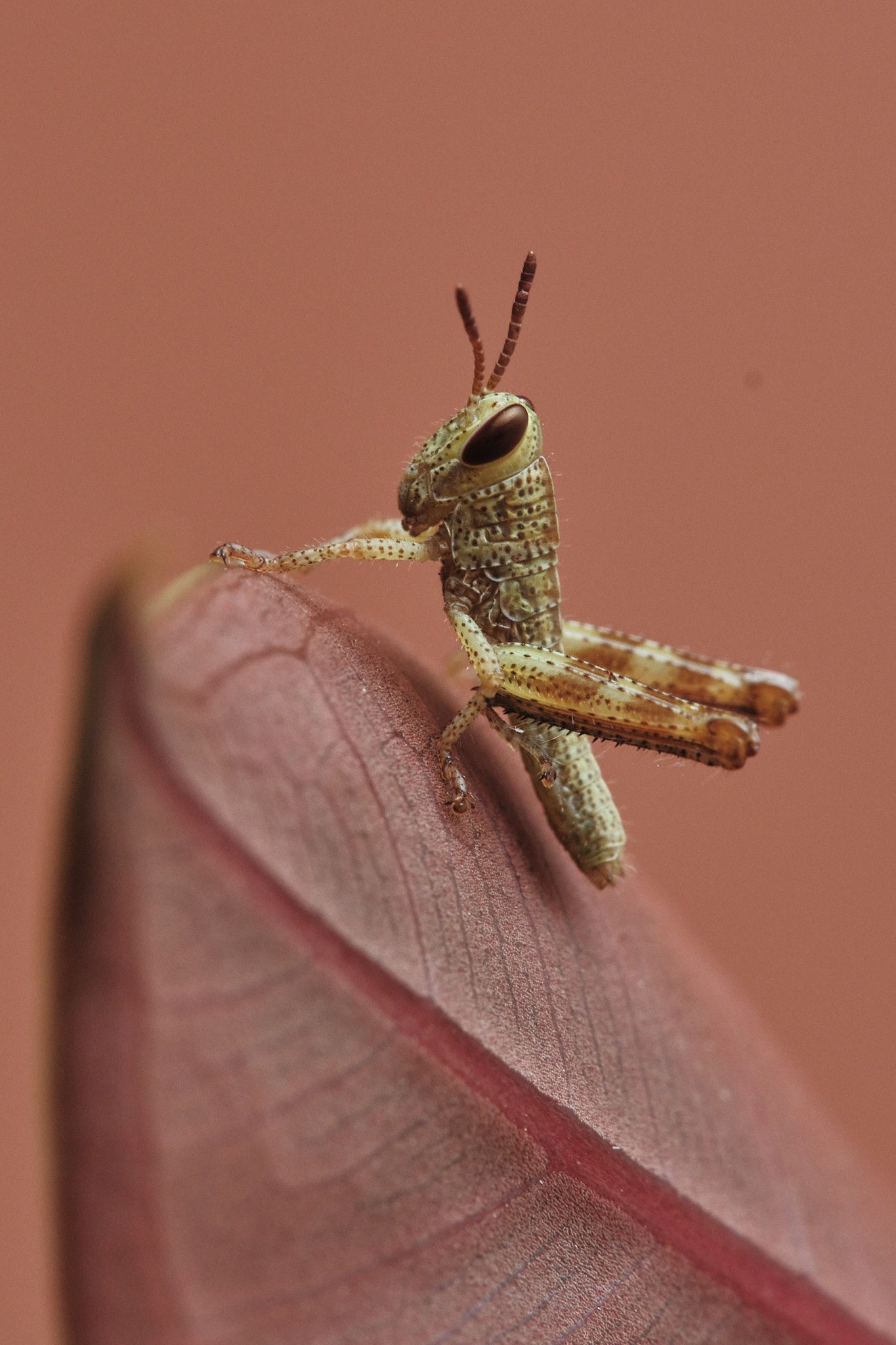 DSCF7700.jpg