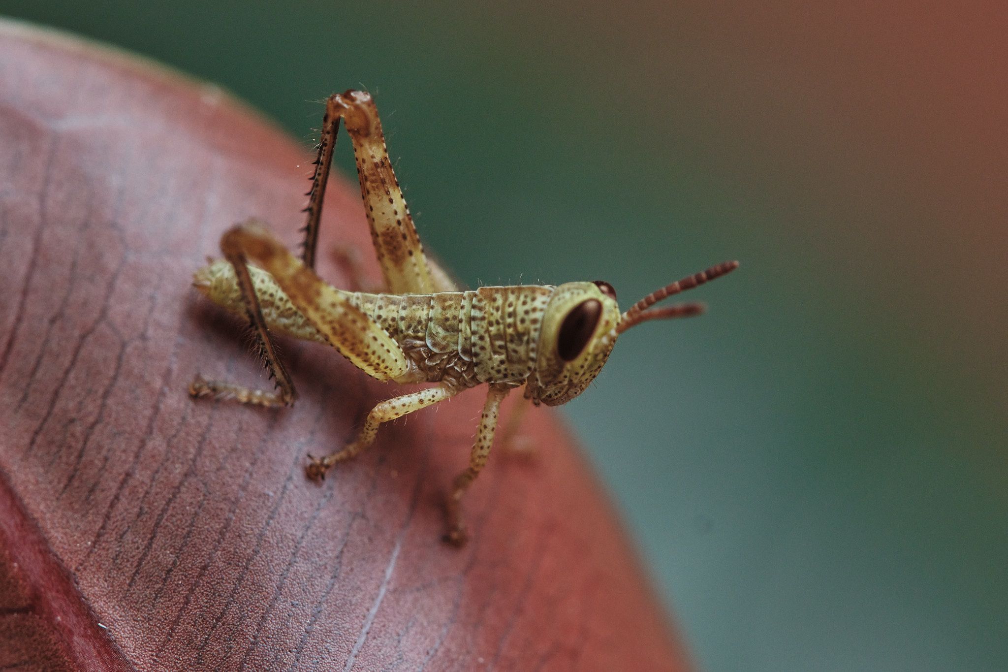 DSCF7718.jpg