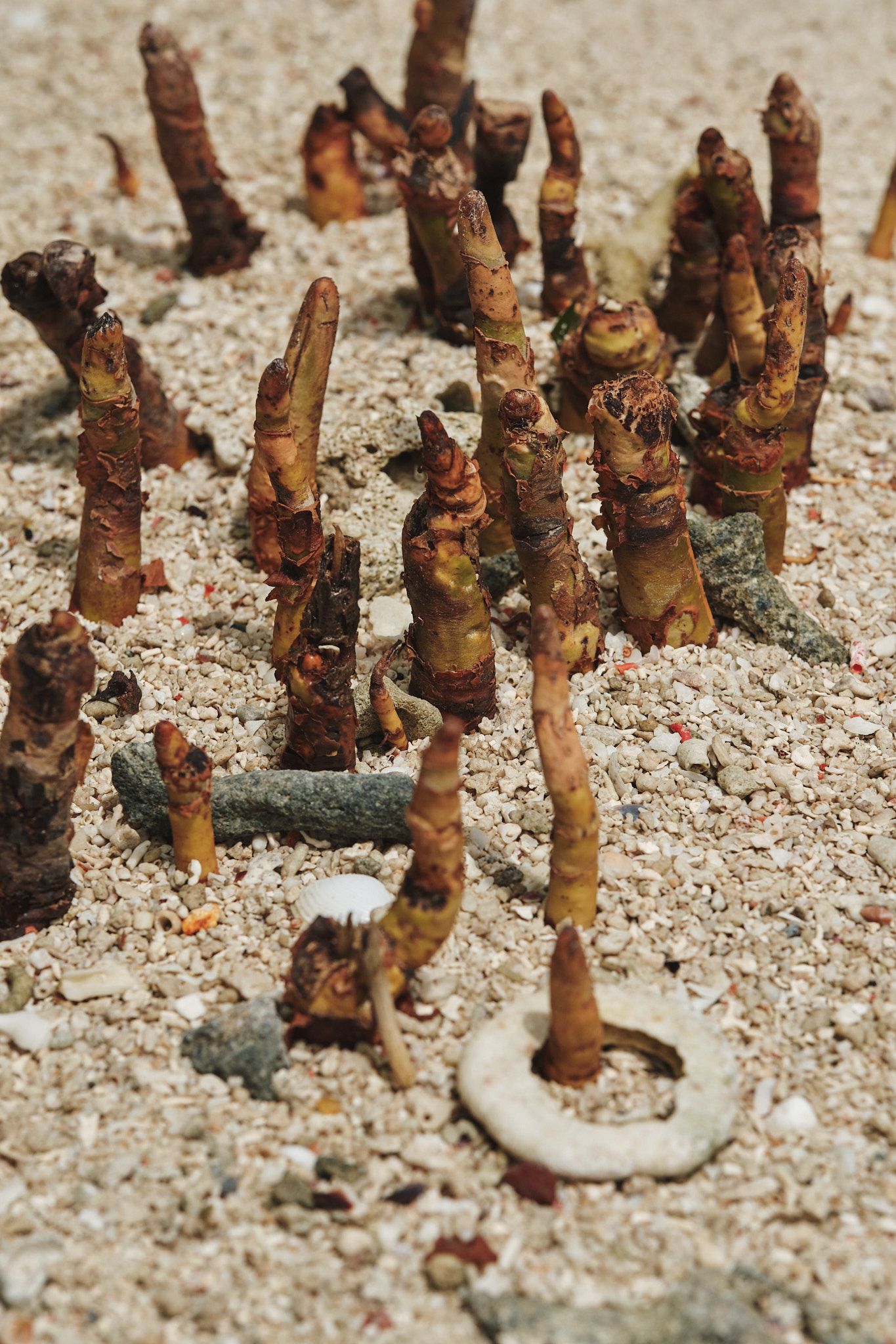 DSCF8420.jpg