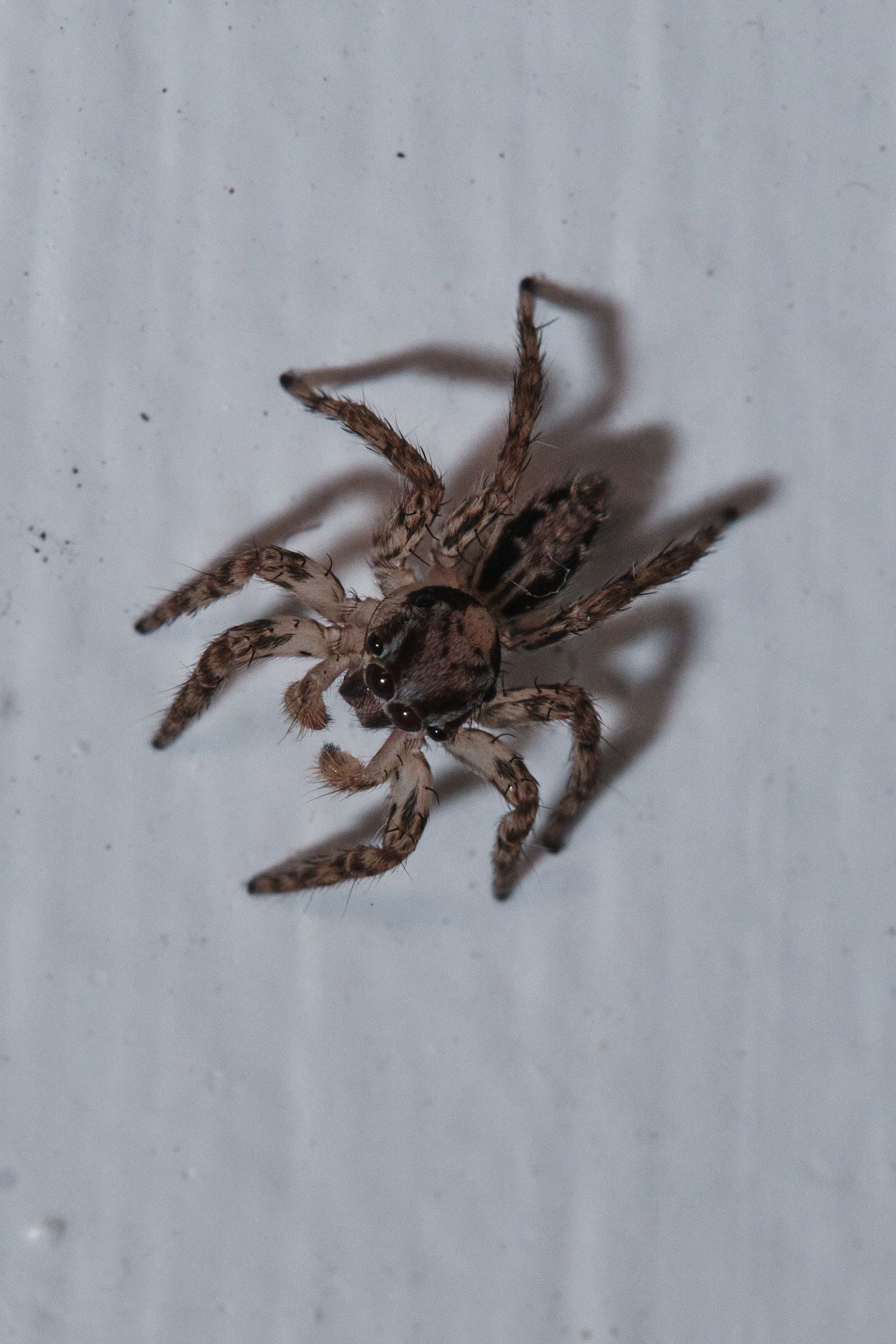DSCF7761.jpg