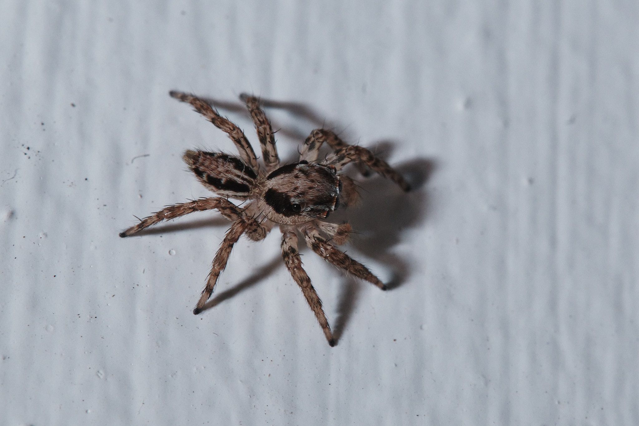 DSCF7757.jpg