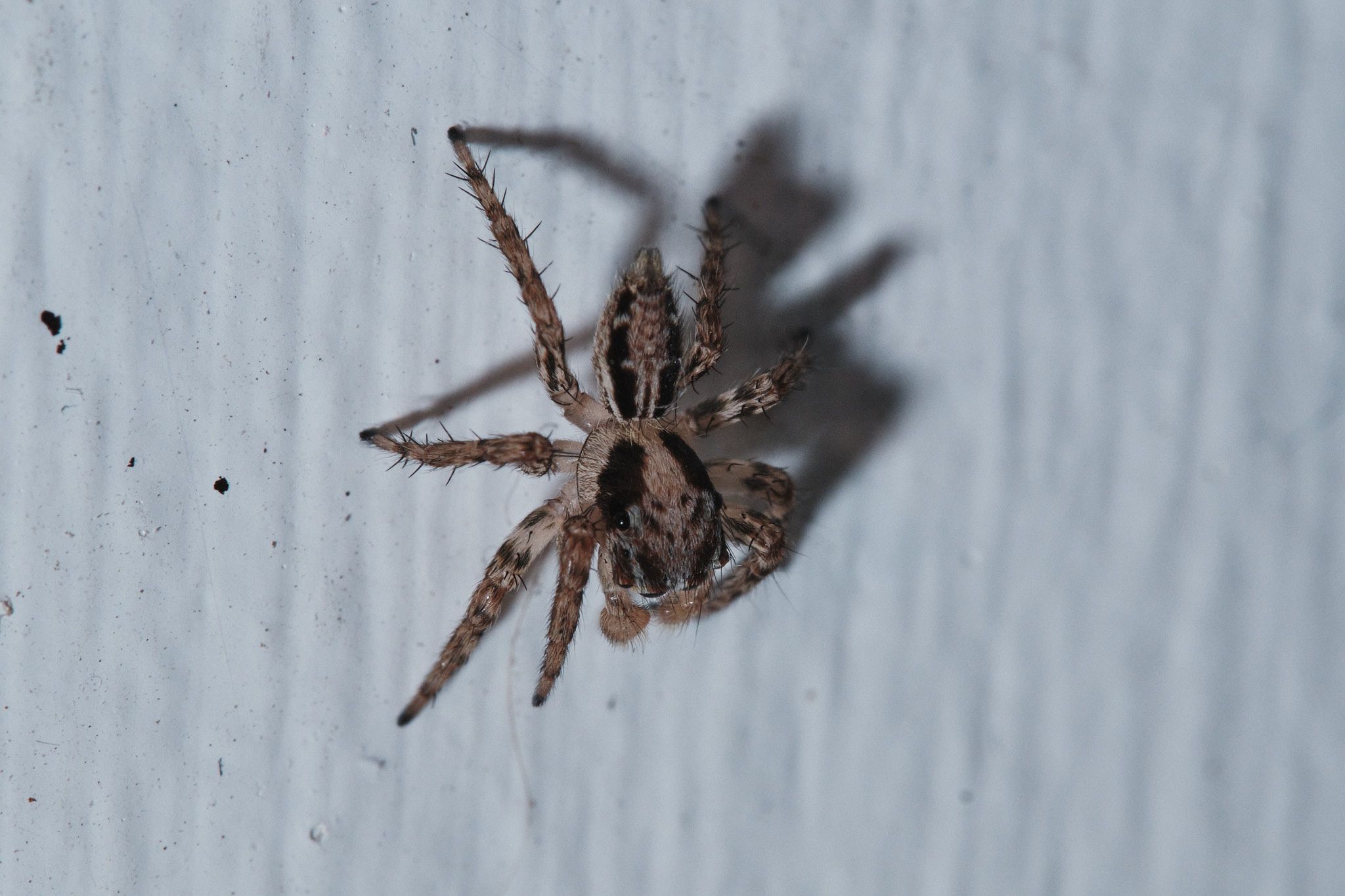 DSCF7754.jpg
