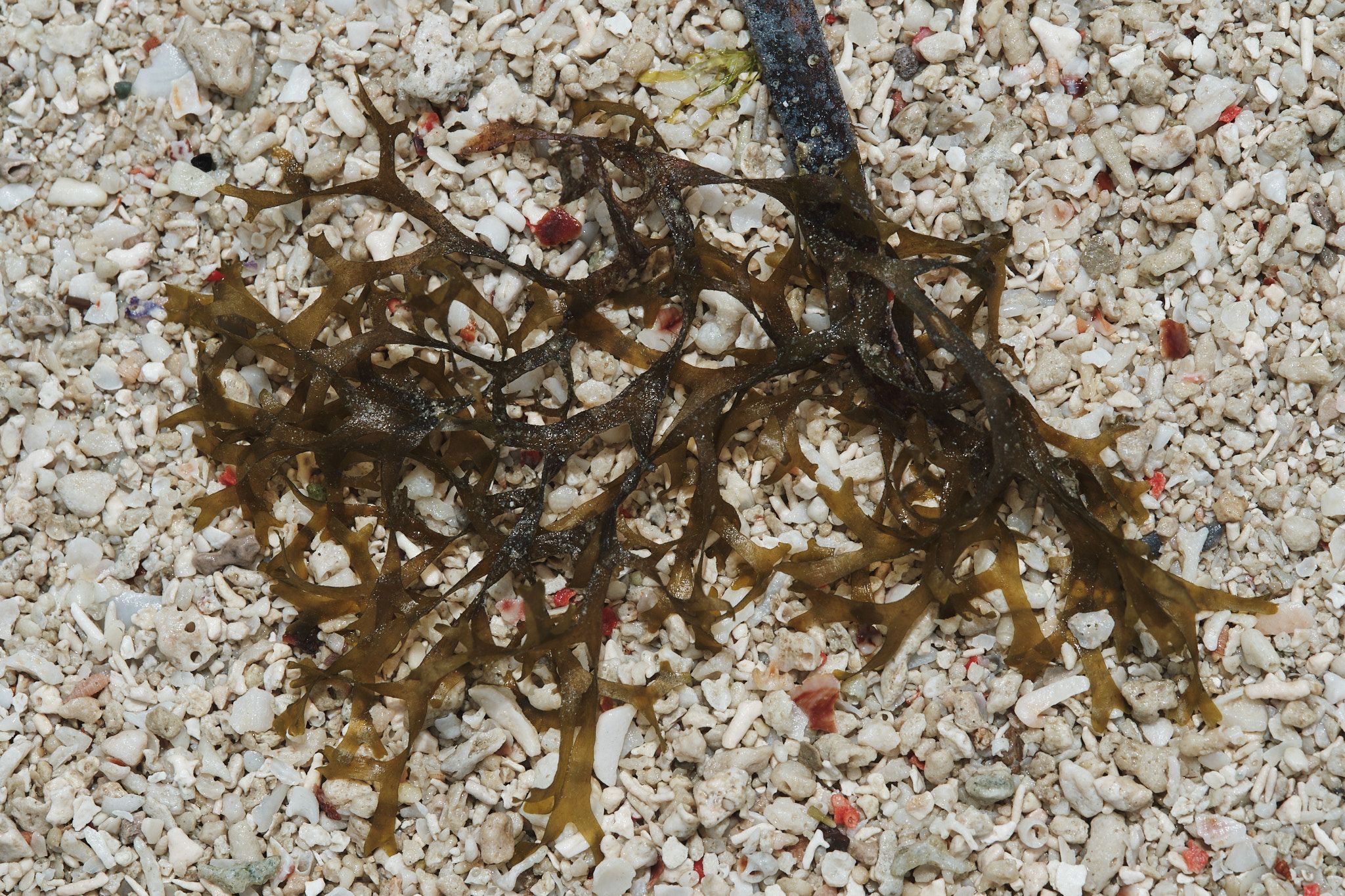 DSCF8396.jpg