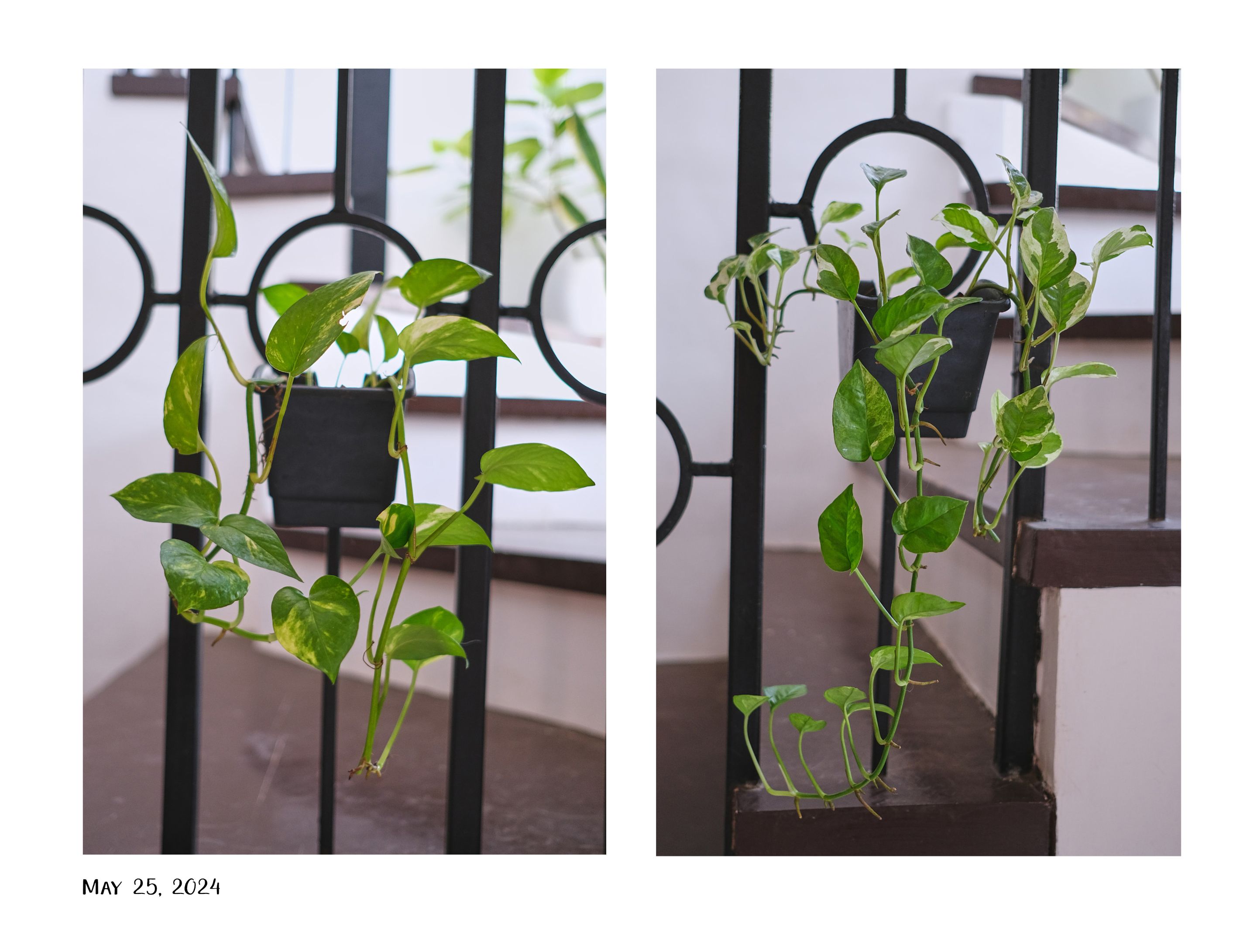 10pothos.jpg