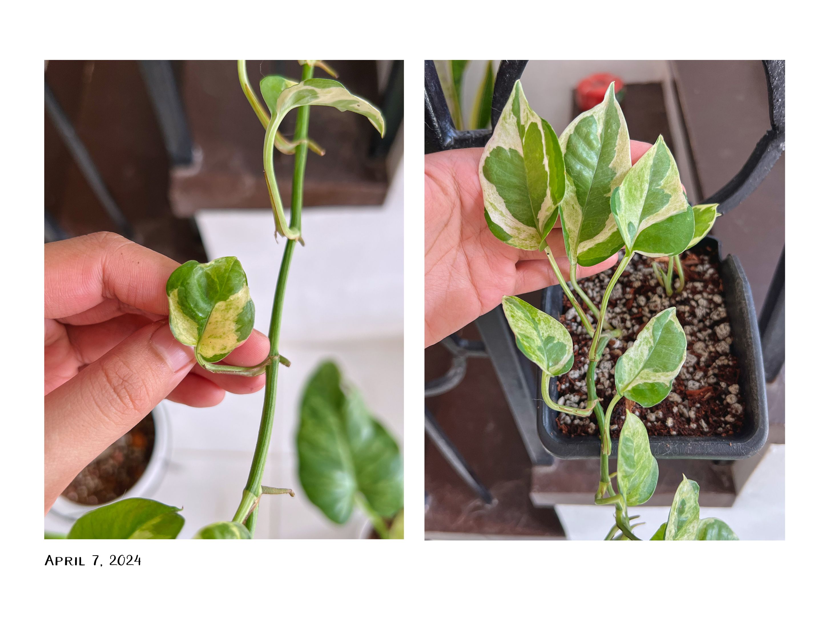 4pothos.jpg