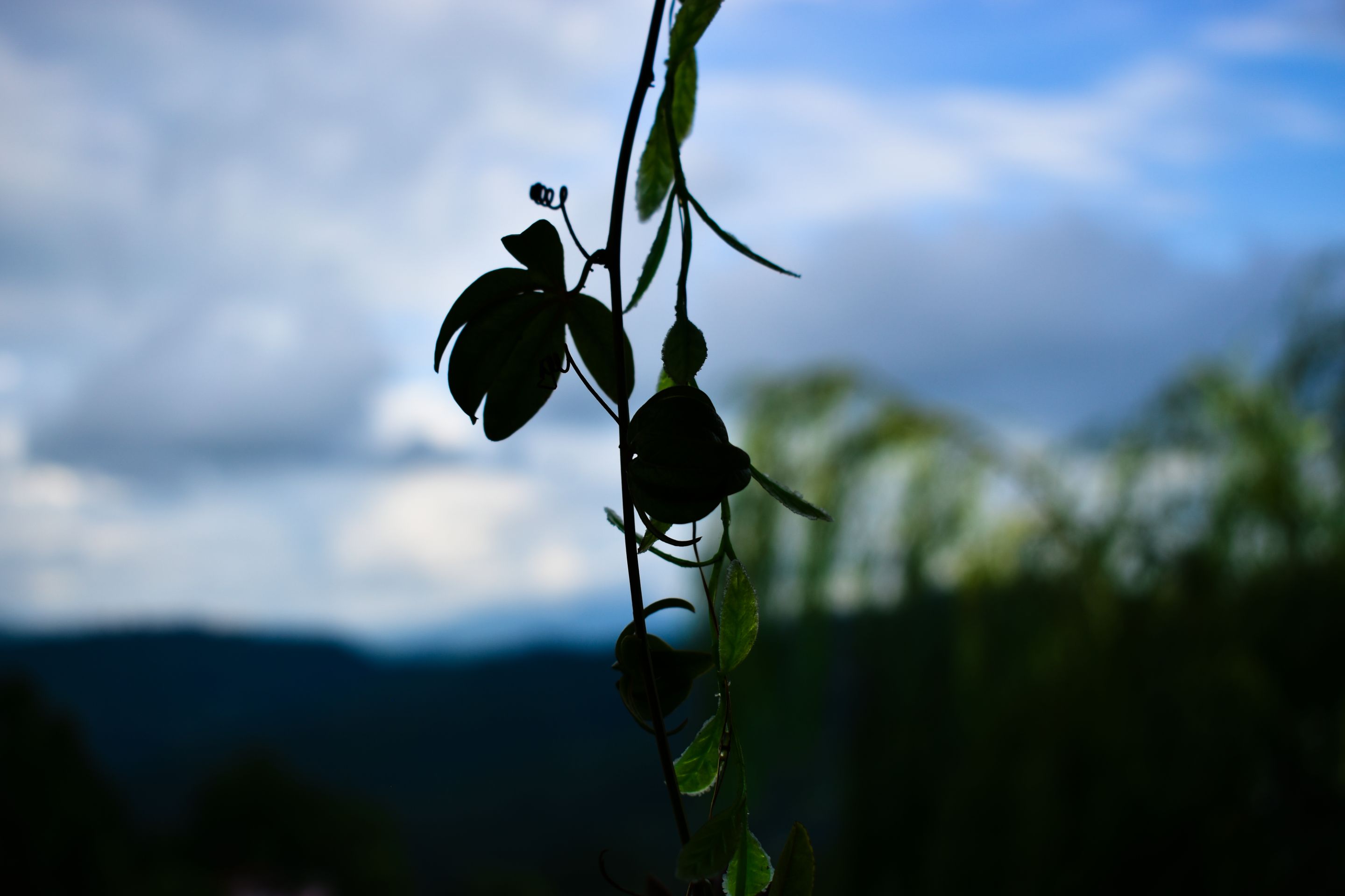 _DSC0402.jpg