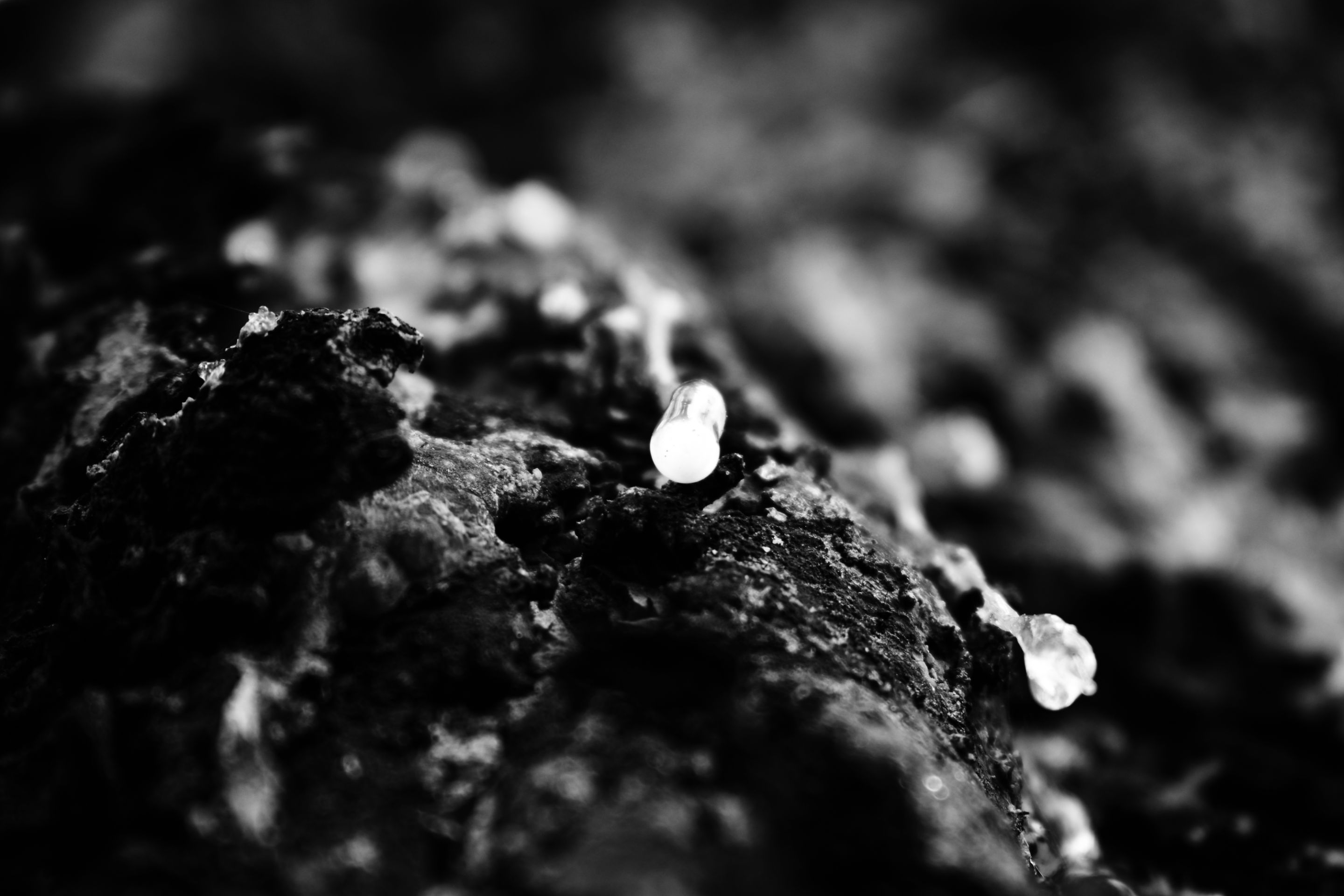 _DSC0903.jpg