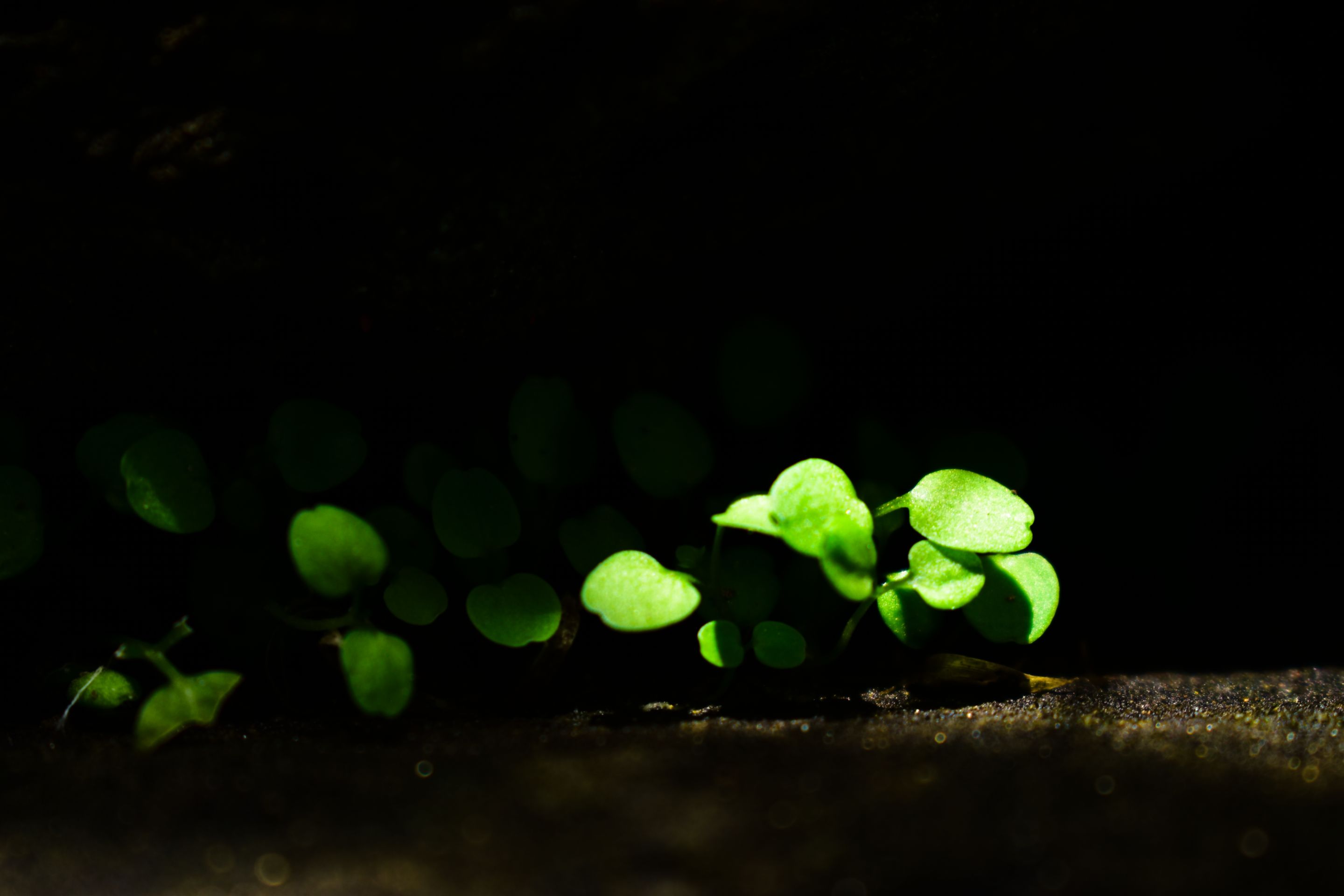 _DSC0018.jpg