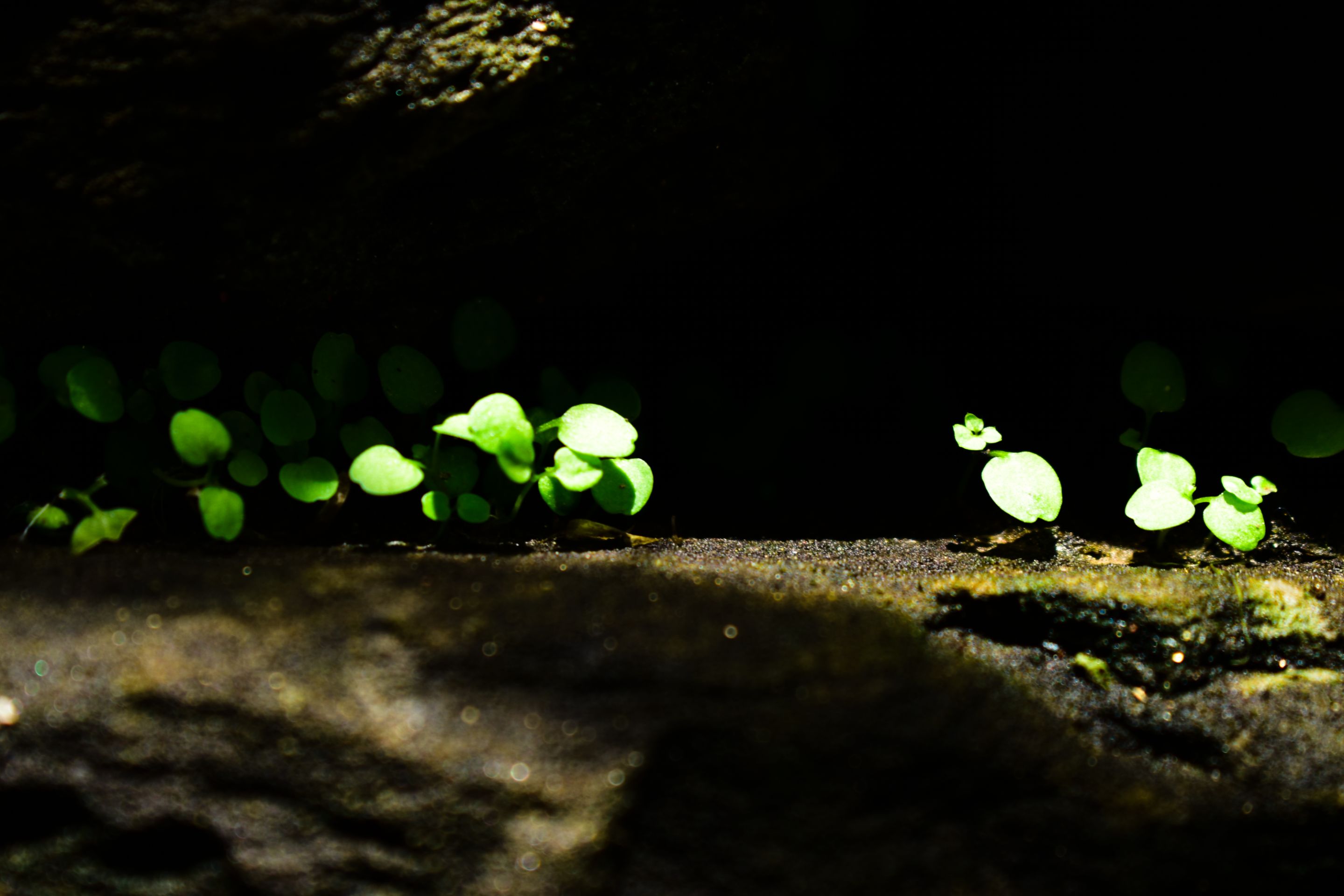 _DSC0010_2.jpg