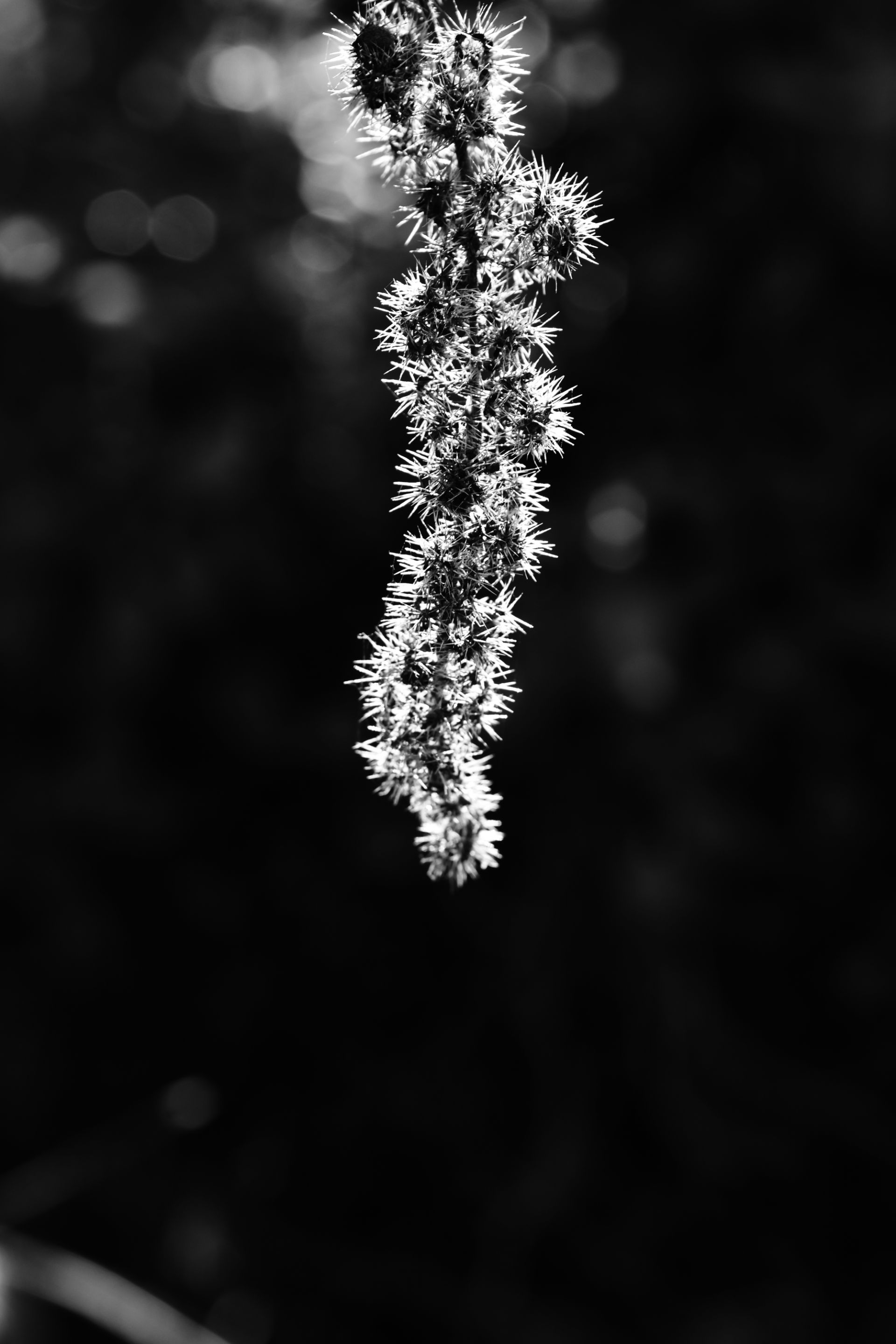 DSC_2408 (4).jpg