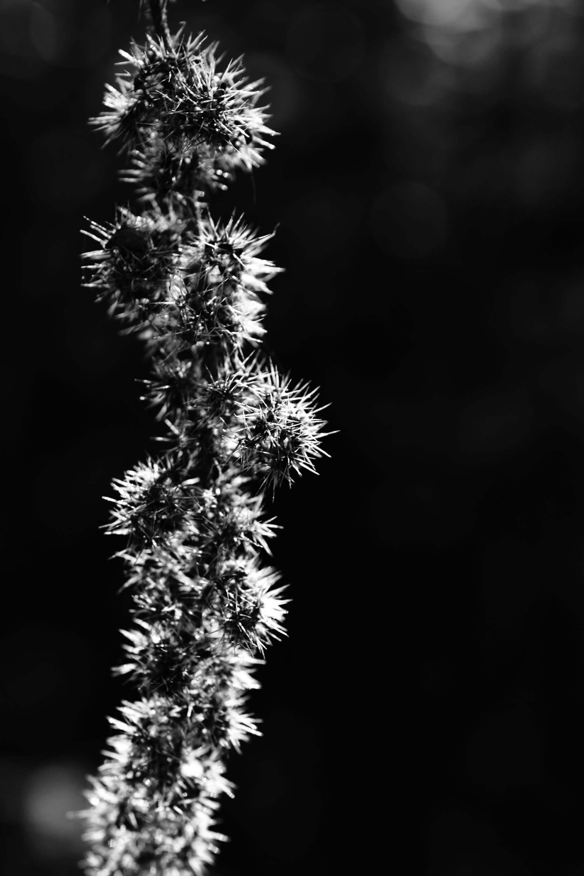 DSC_2415 (2).jpg