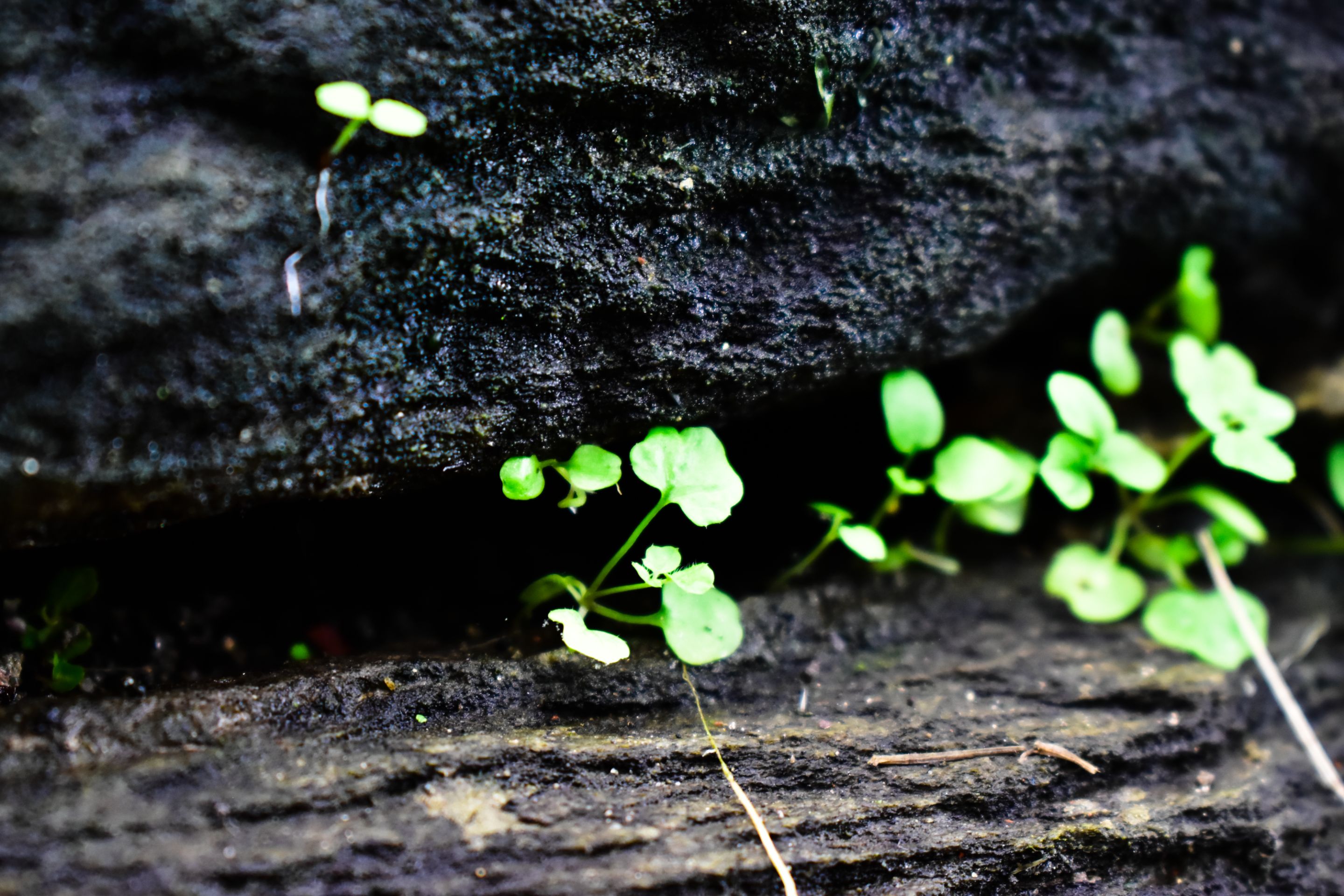 _DSC0027_1.jpg