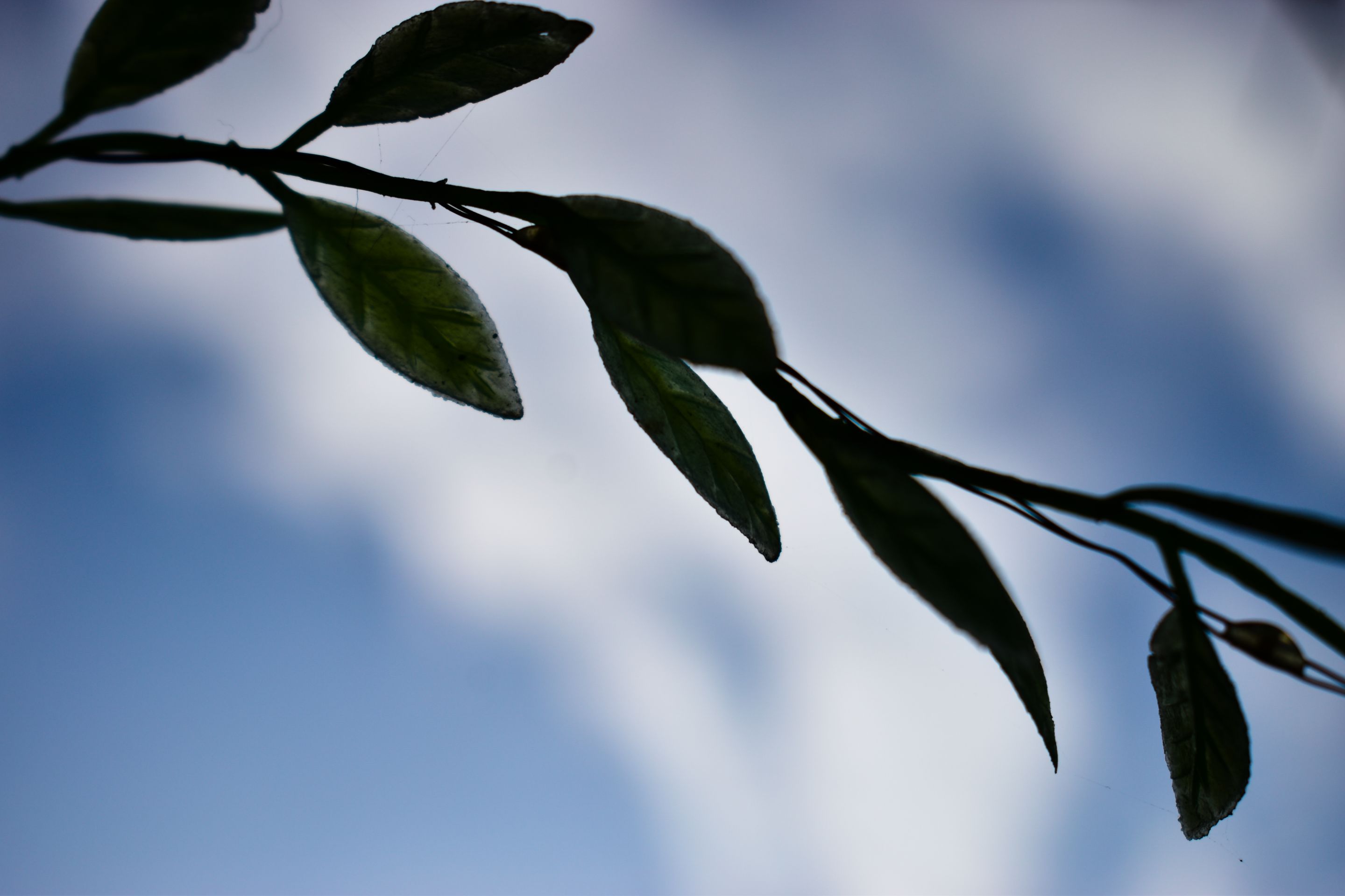 _DSC0387_1.jpg